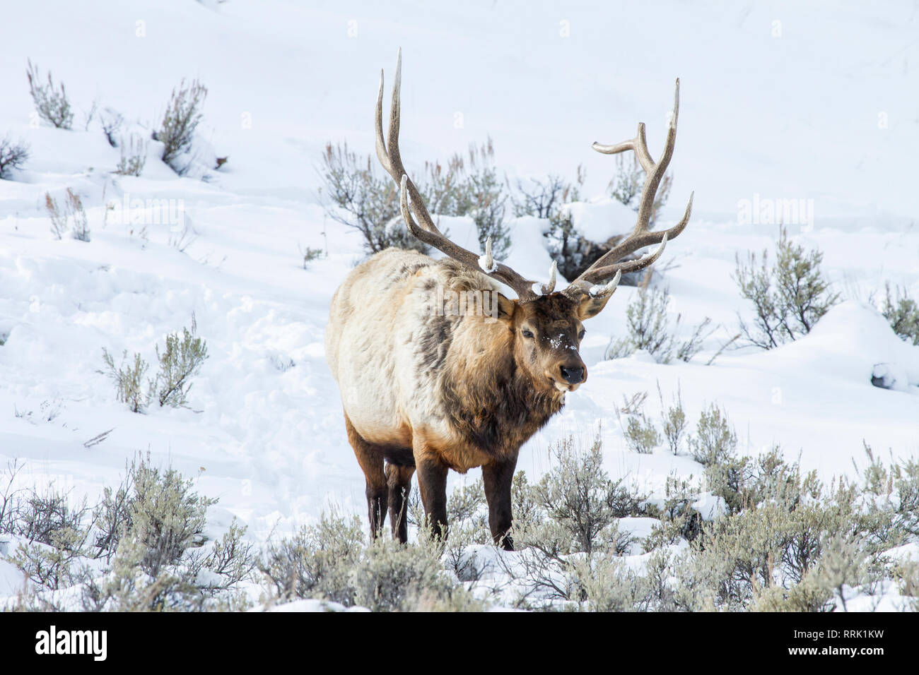 Bull elk in inverno, il Parco Nazionale di Yellowstone, Wyoming USA Foto Stock