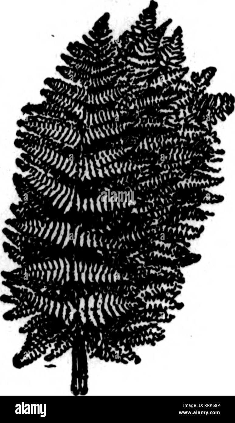 . Fioristi' review [microformati]. Floricoltura. 58 i fioristi^ Fbbbdabt Revisione 5, 1920. FANCY STERNE $3.60 per 1000 migliori atock nel eonntry $3,50 par 1000 soggetti a modifica senza preavviso. Leucothoe verde, 100 $1.00. 1000 $ 7.50 Snodlax selvatico, così-pound casi, $6.00; 25-pound casi 4.00 Blagnolla foglie verde e bronzo, per cartone IJSO Galax foglie verde e bronzo, per ogni caso di 10.000 10.00 foglio verde muschio, molto bene per cestello di lavoro fresatura, pentole, ecc. per sacchetto, 16 libbre a sacco 2.00 Sptiagnvm Moss, per balla 2.50 alimentazione piena di fiori recisi in tutti i tubi MCHIGAN FIORI RECISI EXCHANGE, 264-266 Foto Stock