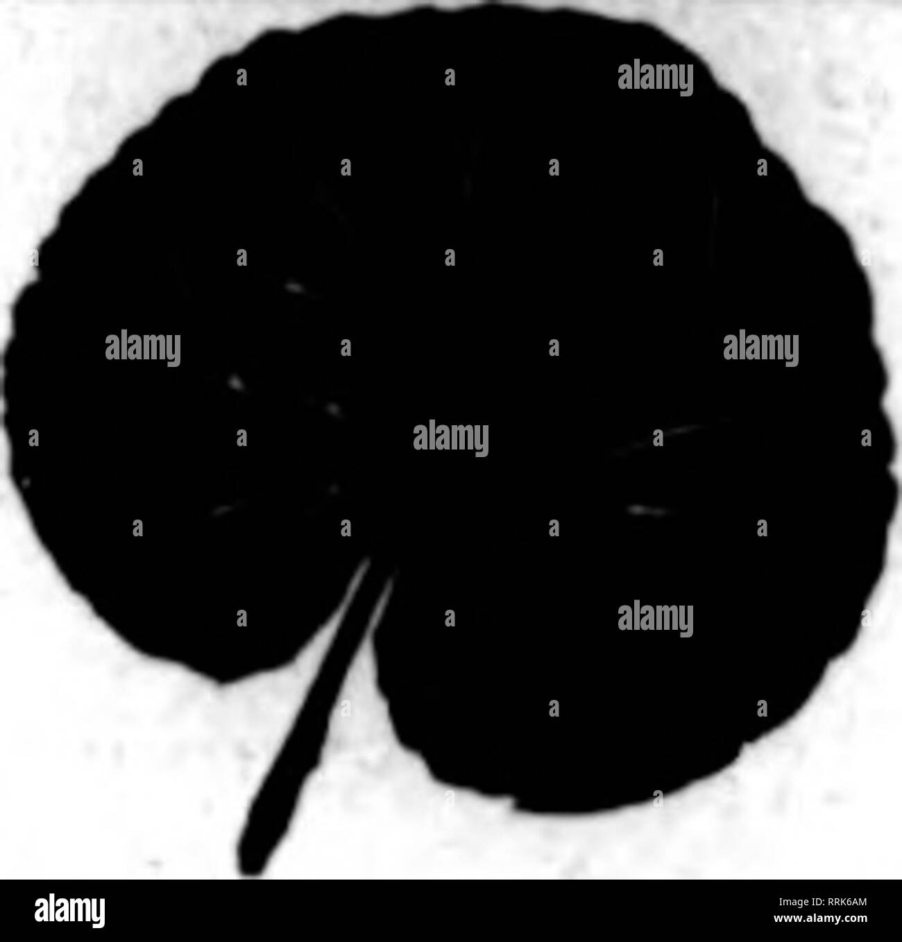 . Fioristi' review [microformati]. Floricoltura. Filo nei cestini appesi ben fatta tipo. Dipinto, legate con filo zincato. 6 alla dozzina di tasso. 50 AL TASSO DI 100 8-iQch ^ Per doz. $2.00 per 100 $15.00 17.00 22.00 26.00 30.00 46 00 10 pollici mi 2.50 12 pollici 3,00 14 pollici 3,50 16 pollici 4,60 18-iiich 6.00 FOGLIO VERDE MUSCHIO lungo, fogli verde per appendere cesti per sacchetto, $1.50; 10 sacchetti, $14.00 C. E. CRITCHELL, ™%'i:SS."i¥^'= Cincinnati, Ohio è EAST Third Street Galax lascia #. Leucothoe la buona natura possiamo fare richiesta di spedizione GALAX e prezzi LEUCOTHOE f. o. b. Galax, Va. Quick servizio express e favore Foto Stock