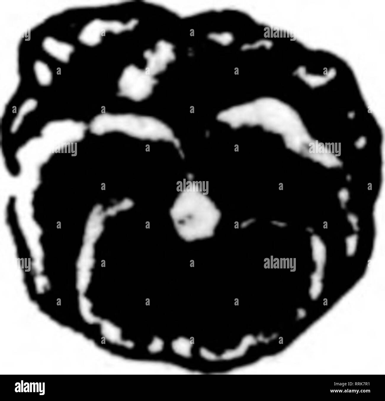 . Fioristi' review [microformati]. Floricoltura. GLADIOLUS bulbi e io sono pronto a prezzi preventivo su Massachusetts-cresciute Gladiolus bulbi di a-n. 1 qualità per la spedizione subito o in un secondo momento. America Augusta Baron Joseph Hulot Brenchleyensis zar Pietro Chicago Whitel Empress of India Europa gloria di Holland Golden West Golia Halley Ida Van indipendenza Limmaculee bellezza' Maria fennell può la sig.ra Dr. Norton Sig.ra Francesco Re La signora Frank Pendleton Sig.ra Watt Mirto Niagara Panama la pace rosa rosa di bellezza la perfezione Schwaben Roos' Extra miscela Choree Roos' Exhibition miscela Roos' ibridi Primulinus miscela e ma Foto Stock