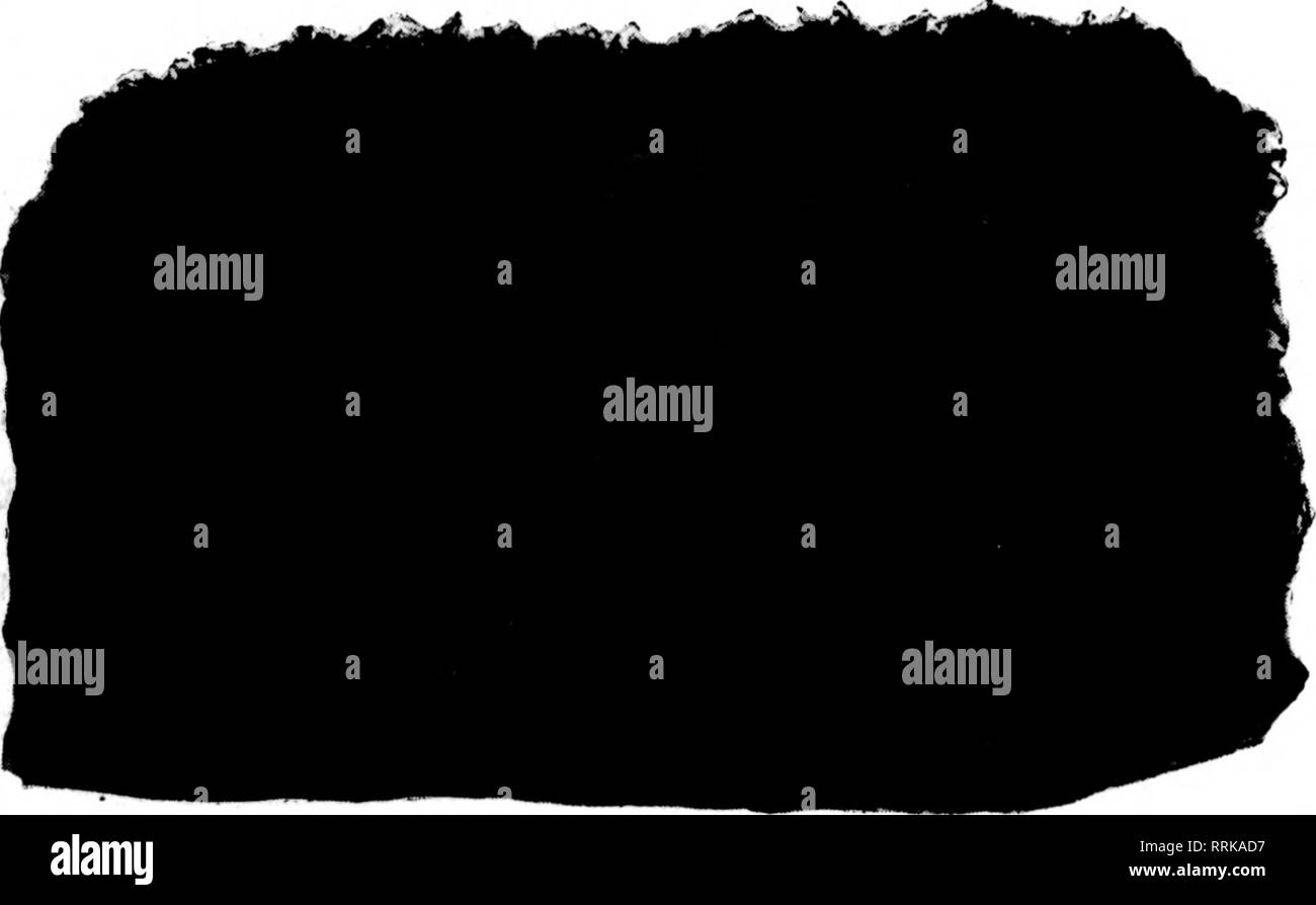 . Fioristi' review [microformati]. Floricoltura. 103 WEST 28TH STREET, New York felci di fantasia. 1000 $1.26 gSVSi"i^;:::;:/ :S SPHAGNUM MOSS, iJ S:lls:;:;;::.:::;M:SS E"ry Me wanied- Verde Oalax, 1000 1,00 ' caso o 10.000 8.00 Leucothoe spray, 100. 60 lOCO.. 6.00 bosso, lb 20 Cassa di 60 libbre 7.60 Foglio verde muschio, borsa .. 2.00 Magnolia foglie, marrone o verde, cartone 1.26 CYCAS FOGLIE 8 12 pollici, 100 $2.00 12-ie •• " 2,75 16-20 " " 3,60 20-24 " " 4.26 24-28 " " 6.00 28-S2 " " 6.00 32-36 " '• 6.60 36-40 '• " 7.60 40-44 •' '• 9.00 non meno di Foto Stock