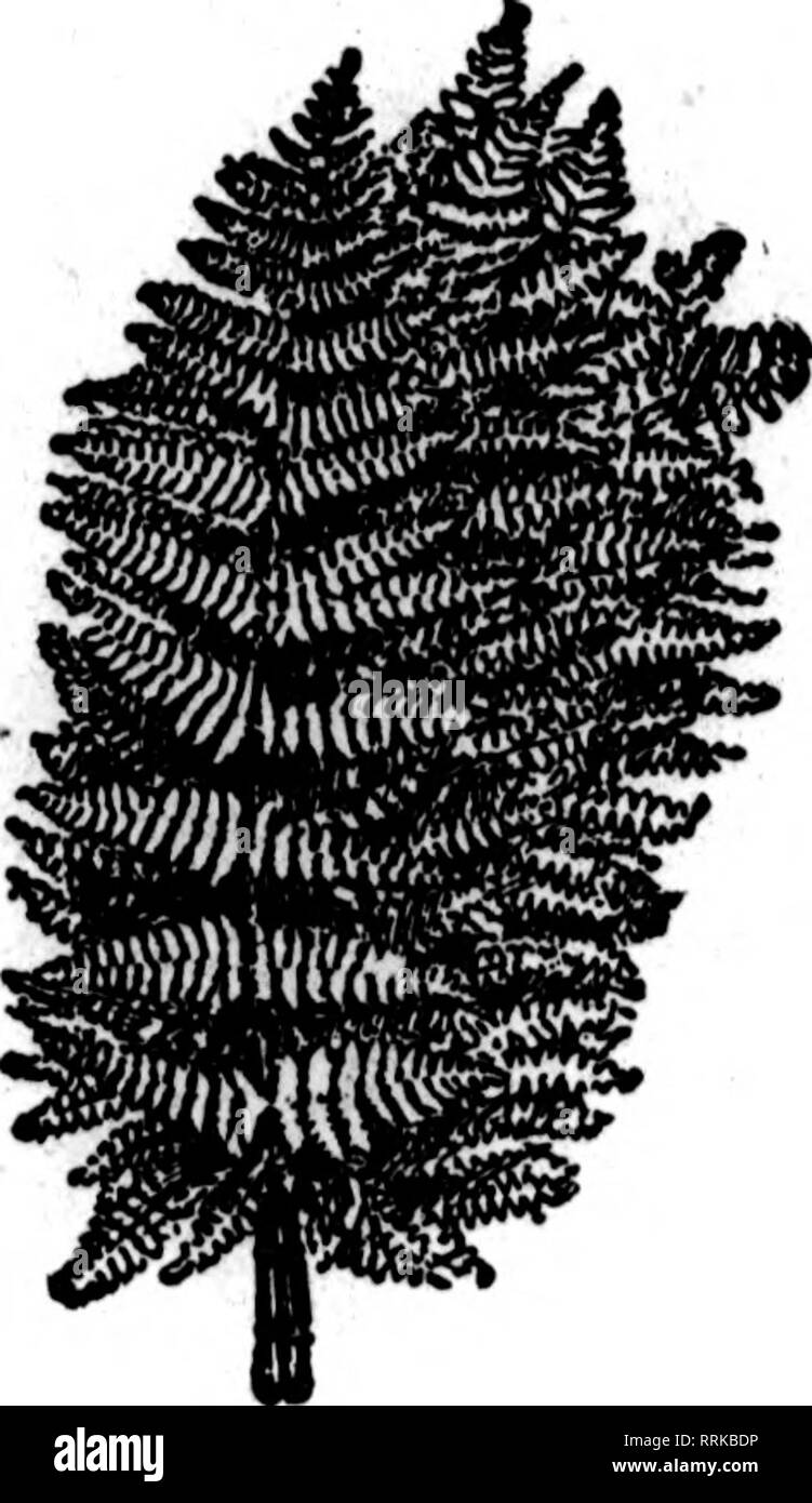 . Fioristi' review [microformati]. Floricoltura. Voglia di felci migliori stock nel paese tlie $2.00 per 1000 $2.00 par 1000 soggetti a modifica senza preavviso. Wild Smllaxy 50-pound casi, $5.50; 25-pouQd casi........$ 3^5 Magnolia foglie verde e bronzo, per cartone 1,75 Galax* foglie verde e bronzo, per ogni caso di 10.000 10.00 foglio verde muschio, molto bene per cestello di lavoro fresatura, ' pentole, ecc. per sacchetto, 15 libbre al sacchetto 2.00 Sphagnum Moss, per balla 2.50 alimentazione piena di fiori recisi in tutti i tempi ffiCHIGAN FIORI RECISI EXCHANGE, 264-266 Randolph San, Detroit, Mich. Stephen Mortensen è l'invio di un vinto- derfu Foto Stock