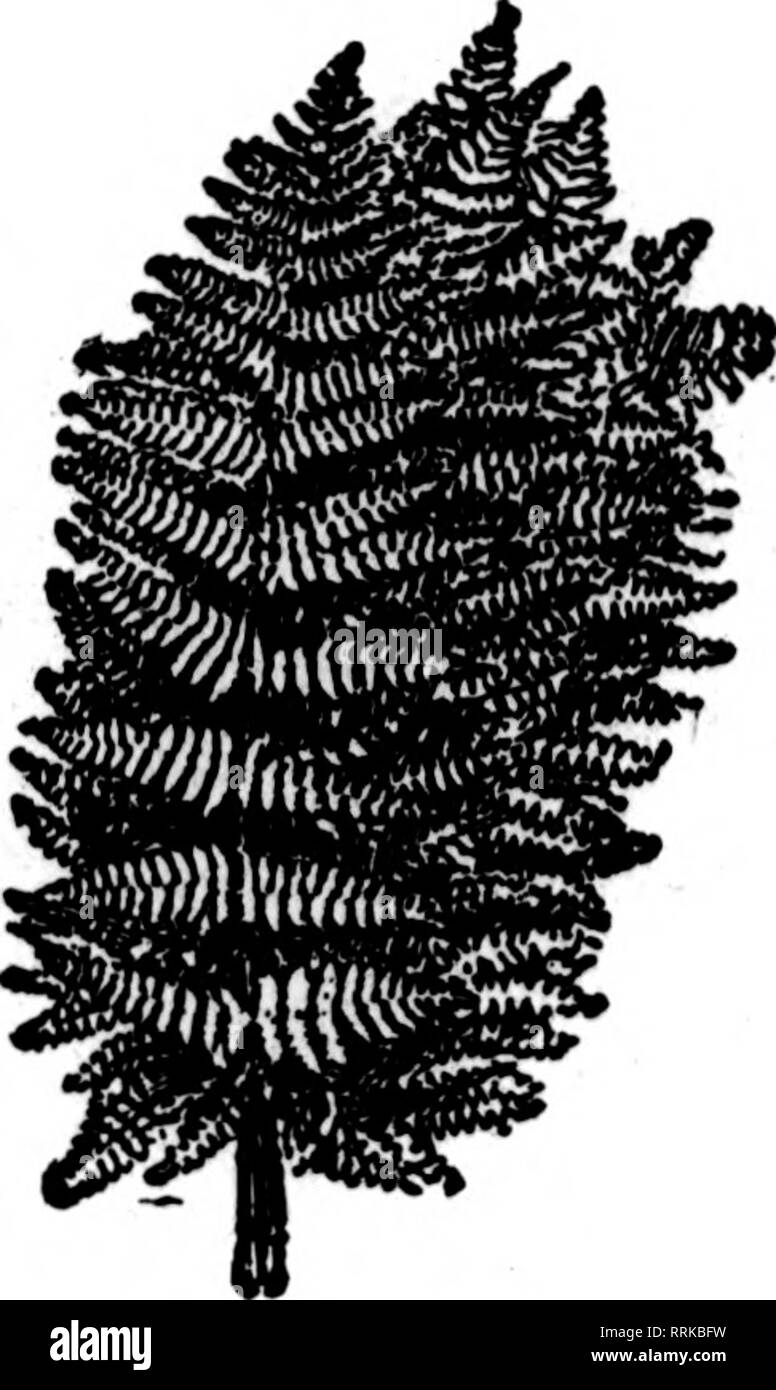 . Fioristi' review [microformati]. Floricoltura. 50 i fioristi^ Review OCTOBIB 16, 1919. FANCY STERNE $2,50 par 1000 Fineat •tock in eoantry $2.50 Mr 1000 soggetti a modifica senza preavviso. Leucothoe verde, 100 $1.00. 1000 $ 7.50 Wild Smilax, 60-pound casi, $5OCS; 25-pound casi 3,25 Magnolia foglie verde e bronzo, per cartone 1,59 Galax foglie verde e bronzo, per caso ef 10.000 10.09 foglio verde muschio, molto bene per il lavoro cestello, rifilatura ptts, ecc., per sacchetto, 15 libbre te il sacco 2.00 Sphagnum pasticcio, per balla 2.50 alimentazione piena di fiori recisi in tutti i tempi "1 5"8S MCHIGAN FIORI RECISI EXCHANG Foto Stock