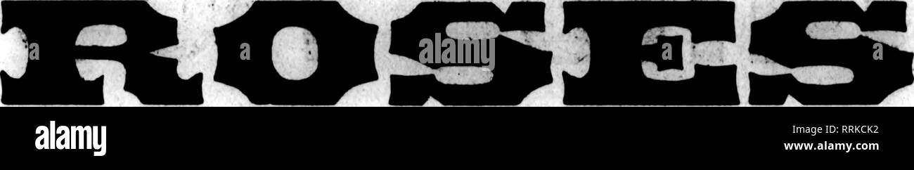 . Fioristi' review [microformati]. Floricoltura. ?}:..U.-s. ,.?&Gt;?"&LT;,- •/ 24 fioristi' Review giugno 26, 1919. Grande offerta di migliore qualità. Principali Varietà utilizzare la nostra doppia bianca Killarney. Il solo bianco Kiilarney che rimane "bianco" durante i caldi mesi estivi-una volta utilizzato* si desidera che non altri. VALLEY per il tuo giugno matrimoni. Le peonie, 60c, 75c e $1.00 per dozzina. Felci Leucothoe, 60c per 100; $5.00 al 1000. Galax" 25c per 100; $2.00 per 1000. Abbiamo un sacco di buona hardy felci di offrire. $4.00 al 1000; o nuovi felci a $3.00 per 1000. Choics Stock di garofani, Dolphi Foto Stock