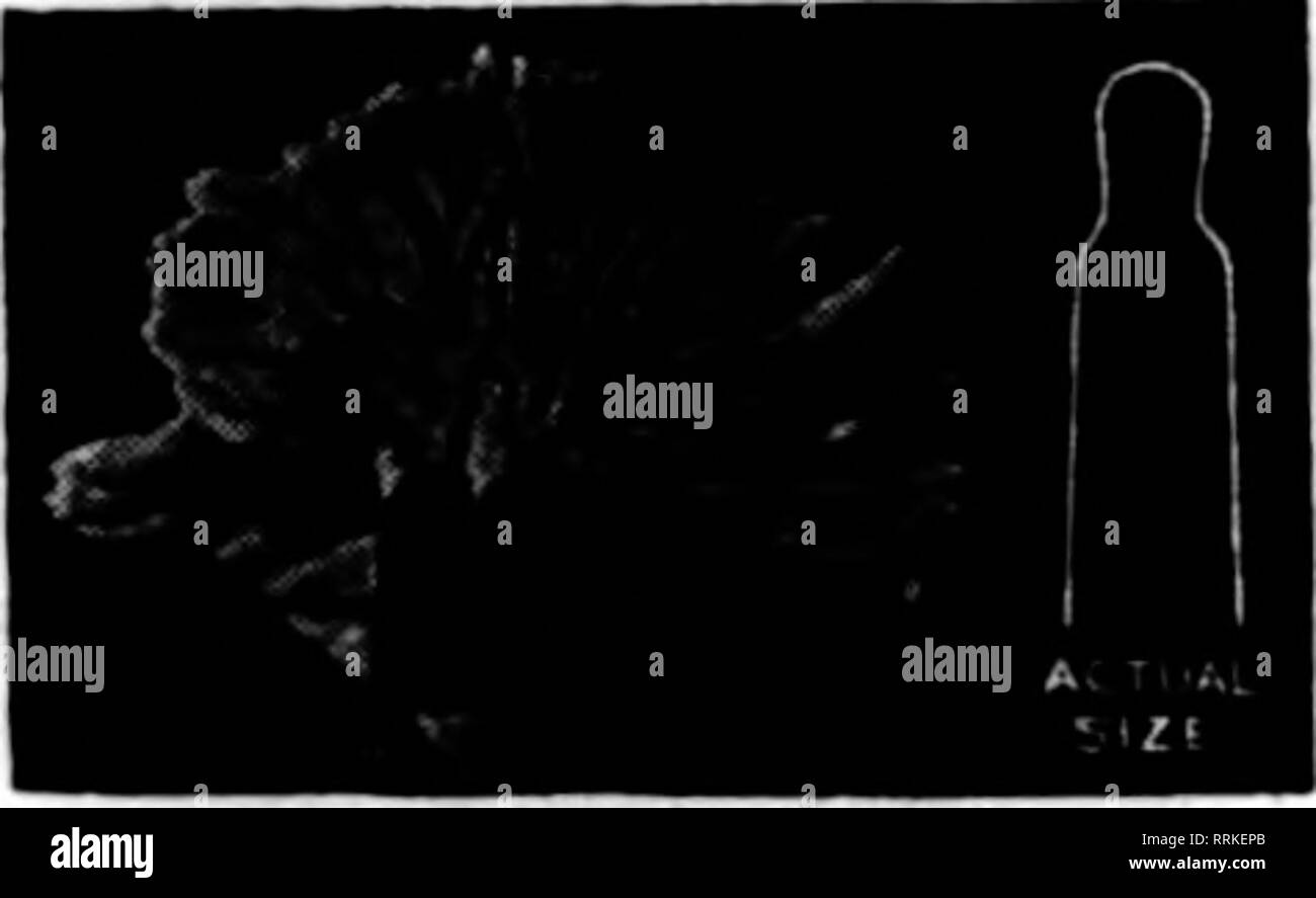 . Fioristi' review [microformati]. Floricoltura. iiiiiiniiiiiiiiiiiiiiiiiiiiiiiiiiiiiiiiiiiiiiiiiiiiiiiiiiiiiiiiiiiiiiiiiiiiiiiiiiiiiiiii^ solo per il beneficio | di quelli più interessati al nuovo = ANEMONE GIAPPONESE CRISANTEMO = n sole che in un altro anno sarà così popolari come il vecchio Bonnaffon = '4/ * Ui^* $8.00 talee radicate per 100 mi $75.00 per 1000 SUNSHINE per le piante in vaso = $12.00 per 100 mi di $100.00 per 1000 [ Non in stock piante per offrire z ' Stock limitato e ordinare in anticipo da noi o dal vostro plantsman. S J. B. GOETZ FIGLI, Stginiw, Mich Ho lllllllllllllllllllllllllllllllllllllllllllllllllllllllllllll Foto Stock