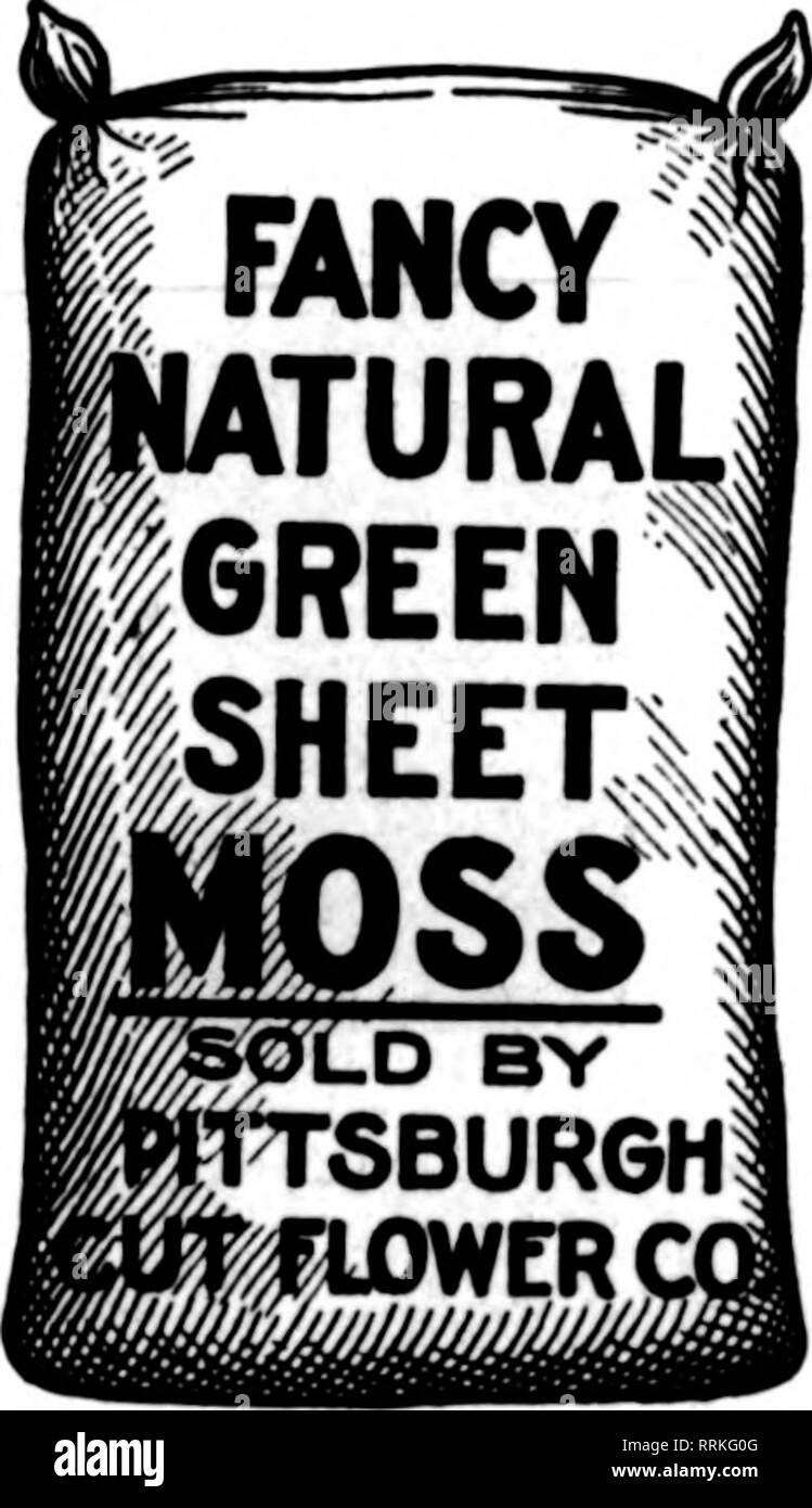 . Fioristi' review [microformati]. Floricoltura. No. 2 Dimensioni per 100 10 pollici $16.26 12 pollici 20.00 14 pollici 26.00 16 pollici 31.00 B. E. E J. T. COKELY tutto fioristi' fornisce. 201 North Seventh Avenue* stabilito 22 anni SCRANTON, PA. Menzionare il riesame quando scrivi. Verde muschio registro fogli lunghi - SCELTA EXTRA QUALITY- Bright Green-naturale di aria secca-grandi borse BLUERIOGE MOUNTAIN MOSS Ordine questa qualità per i cestelli appesi prezzo per H&amp;g, $2.00 SPHAGNUM MOSS ID-lotti della balla, $18.50 Dimensioni Standard balle Pittsburgh fiori recisi Co. 116-118 Seventh Street,! PITTSBURGH, PA. Menzionare la rer Foto Stock