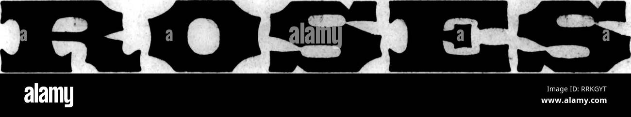 . Fioristi' review [microformati]. Floricoltura. 22 i fioristi^ Review JcNi 12, 1919. Grande offerta di migliore qualità. Principali Varietà utilizzare la nostra doppia bianca Killarney. Il solo bianco Killarney che rimane "mentre" durante i caldi mesi estivi-una volta usedt vorrete non altri. "Re in I^^od amqiiyt wifii inieeB ^e^Mnabie Valley per il tuo giugno matrimoni. Le peonie, 50e, 60e. 75g jmd $1.00 per dozzina. ?I^^^^ 1717D I^C ^® b^^B con un sacco di ottimi hardy felci di offrire, ? W^W riLIl^i9 $6.00 per 1000; caso partite di 6000,|5jOO per 1000. Leucothoc, 75c per 100; $6.00 per 1000. ^Galax, 25c per 100; $2.00 Foto Stock