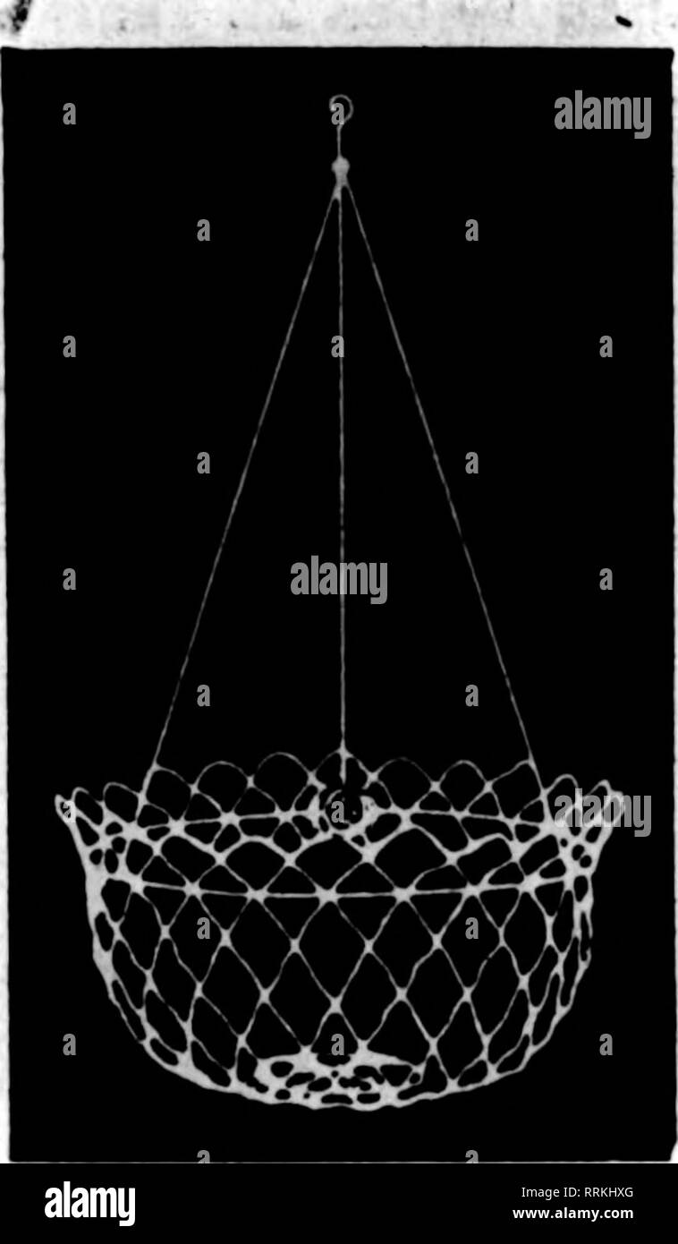 . Fioristi' review [microformati]. Floricoltura. Filo nei cestini appesi non è dei più economici ma il miglior W"ll fatto tipo. Verniciato, legato con Qaivanized;Wlre Ifper 100, $15.00 17.00 21.00 26.00 32.50 46.00 6 alla dozzina di tasso, 50 al tasso lOO S pollici ' per dozzina, $2.00 10 pollici " 2,50 12 pollici " 3.00; 14 pollici " 4.00 16 pollici " 5.00; 18 pollici " 6.00 Prezzi su dimensioni maggiori nei cestini appesi quotata in applicazione. Foglio VERDE MUSCHIO "&GT;"rSR"K"r..&amp;S'SSK.T. Per Fascio di $ 1,50 10 fasci $13.50 per sacchetto $2.00, $2.50 ^. Prezzi su grandi quantitativi citati sull'applicazione. Orde Foto Stock