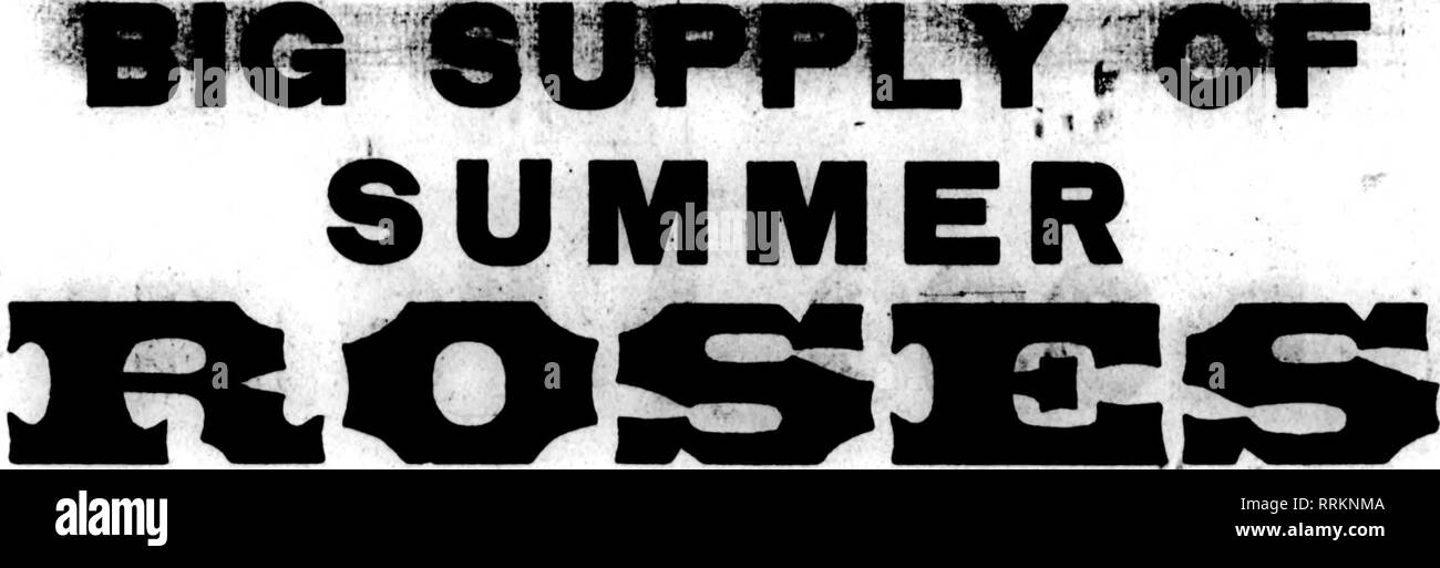 . Fioristi' review [microformati]. Floricoltura. 22 i fioristi' Revkw scossone 24. 1919. La migliore qualità. r^.;^^ varietà leader di utilizzare la nostra doppia bianca Killarney. Il solo bianco Killarney che rimane *"bianco" durante i caldi mesi estivi-una volta usedy vorrete non altri. 1? 17 U KF Q abbiamo un sacco di buona hardy nuovo felci. r Cilxi^o di fantasia, $3,00 per 1000; di piccole dimensioni. $ 1,50 e $ 2,00 per 1000. Leucethoe, 60c per 100; $5.00 al 1000. Galax, 25c per 100; $2.00 per 1000. Ckoic* Stock di Dolphinium, Daisiot, Calondulas, Scabiosa, attori, 'Gladioli, Matricale, Candytuft, bocche di leone e tutti gli altri Se Foto Stock