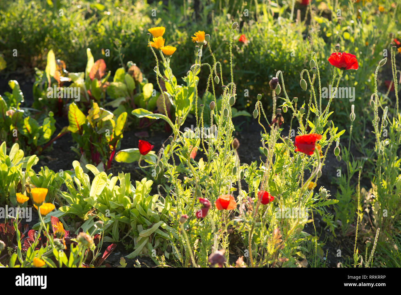 Svezia- albero, perenne, allungata, stelo, tronco, impianto, muschi, verde, alghe, living, alghe, funghi, alla luce del sole, vita, endosymbiosis, cianobatteri Foto Stock