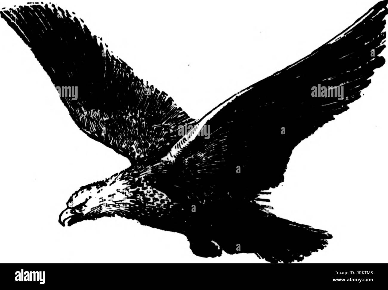 . Fioristi' review [microformati]. Floricoltura. Un vaso di fiori ovunque ti può guidare un chiodo il portatile universale ripiano è realizzato in lamiera di acciaio e splendidamente smaltate in molti colori. Pesa solo 8 once e supporta 20 libbre. Ugualmente utile per ventilatori elettrici, lampade, libri e mille altre cose, sia nel giardino, house, garage, verde- casa, ufficio, negozio, ecc. Dovrebbero essere portati in magazzino da tutti i fioristi il prezzo di vendita al dettaglio. 50 centesimi ogni o 15.00 una dozzina. Sconto liberale per i concessionari. Gli agenti ha voluto inviare per opuscoli e "Termini di agenti." Il GEO. W. CLARK CO. 259-K Fifth Avenue. NEW YOR Foto Stock