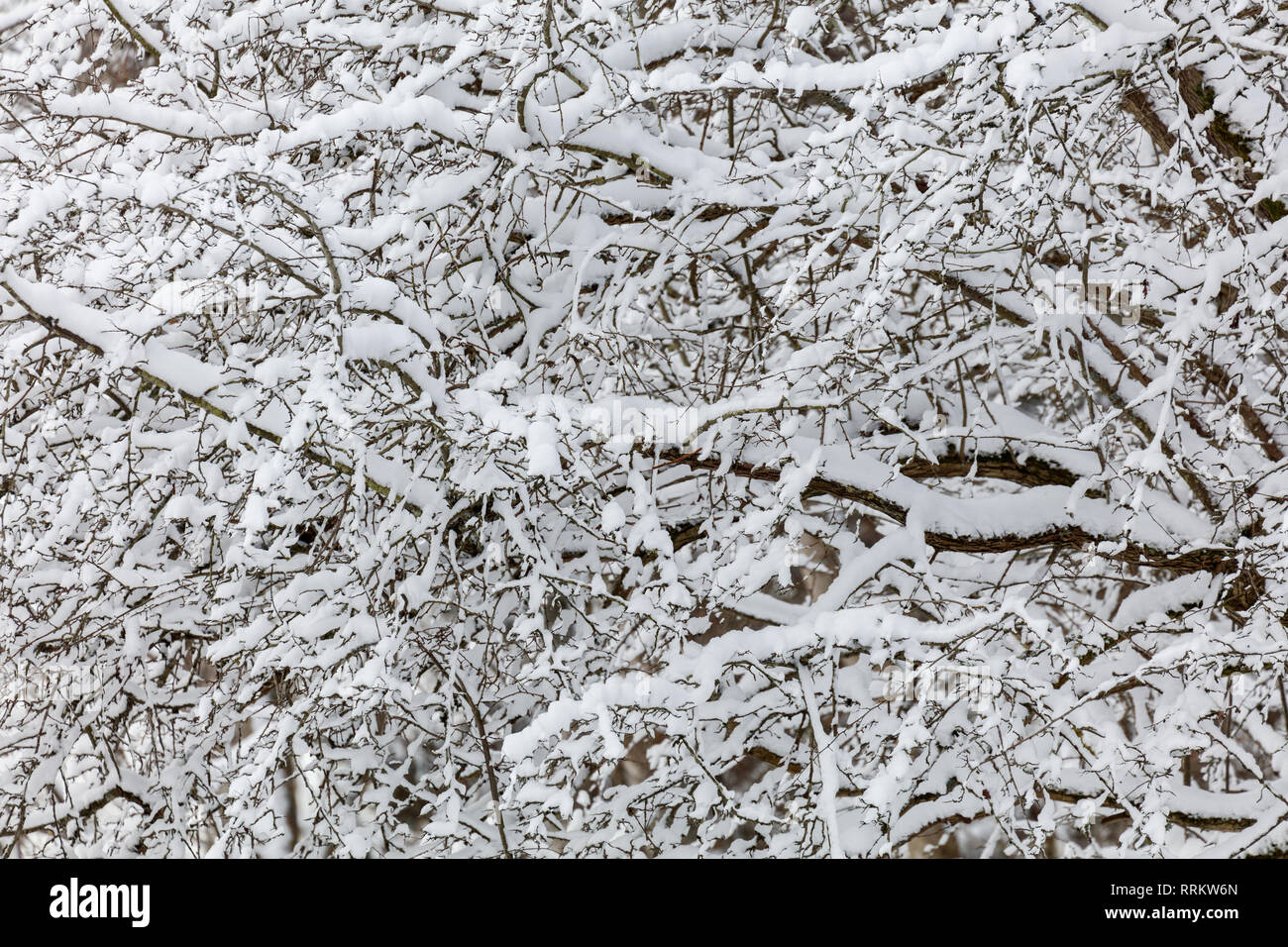 Neve sui rami di alberi per lo sfondo della natura Foto Stock