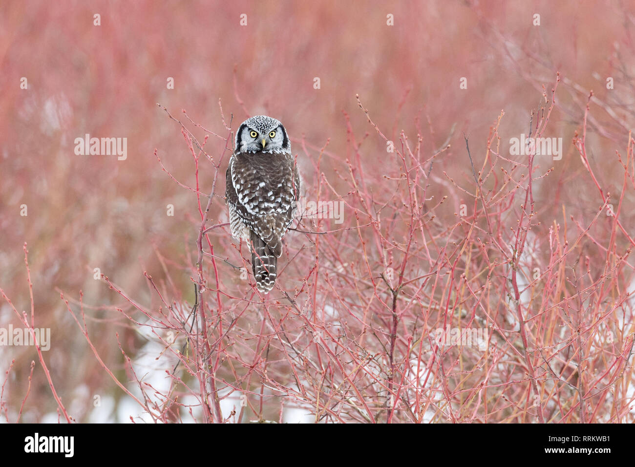 Northern Hawk Owl appollaiato sul mirtillo tree, caccia in inverno a Vancouver BC Canada Foto Stock