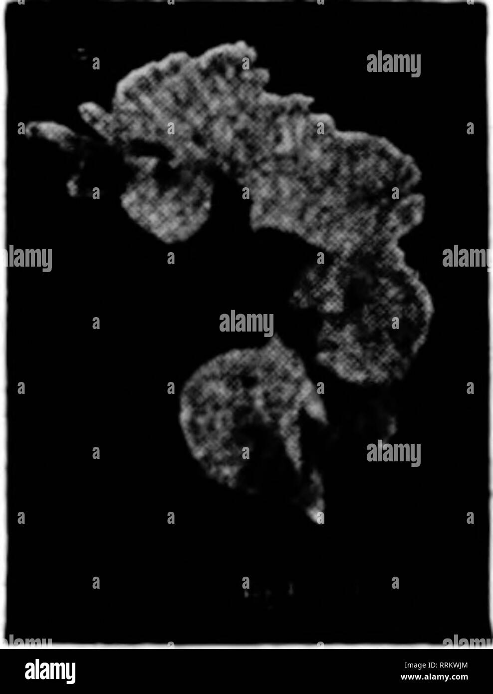 . Fioristi' review [microformati]. Floricoltura. Chiedete al vostro Jobbor per esso o ordinare DIroct da noi EDW. E. McMorran S Co. 12" N. UiiM Street CHICAGO Mentlsa Il Rerlsw quando yen atti introduttivi del giudizio. Square trattamento fertilizzante / AVALTKB S. McGKE F'f% m-n Ellis Ave., Chicnco, III. / Wl ? Serra Scppl'-es e materiale / TUTTI I Tel. Hyde Park &AMP;;7 / W, citare sempre il Flonsts* Review iKrtaen ^^ritine adverttsers* 12 fogli.4 33 in ea. 8 Iba, 4 libbre 1 lb. Jfl lb. 1% Oz. 1 Aphis iPunk * NIKOTEEN f' ' ? ? &Lt; r, .:i P ^^KWSeSrSRr"K5S^^!^^^" 1 Nanvfactiired dalla nicotina NFG. COMPANY, 117 N. Main St., ST. LOUIS. D. Foto Stock