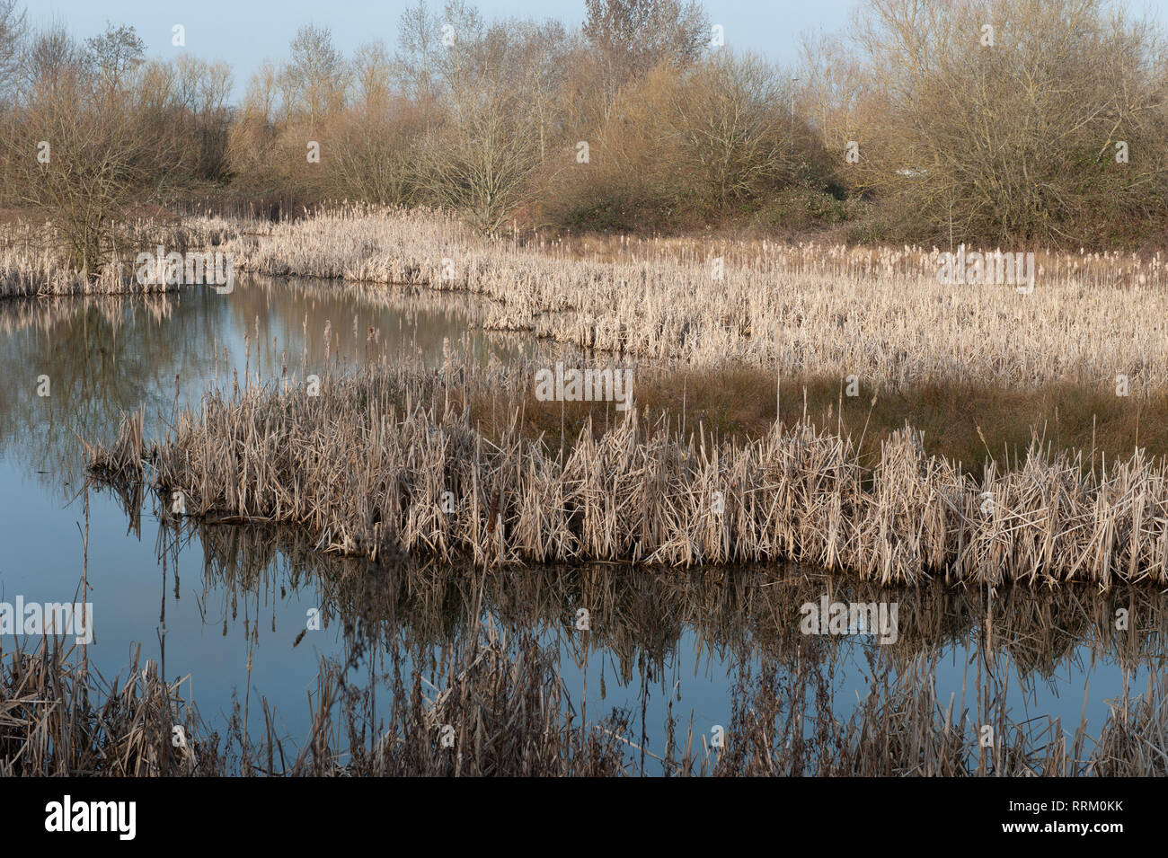 Crescita dormienti di giunchi al piccolo lago in Westbury, Wiltshire, Regno Unito. Foto Stock