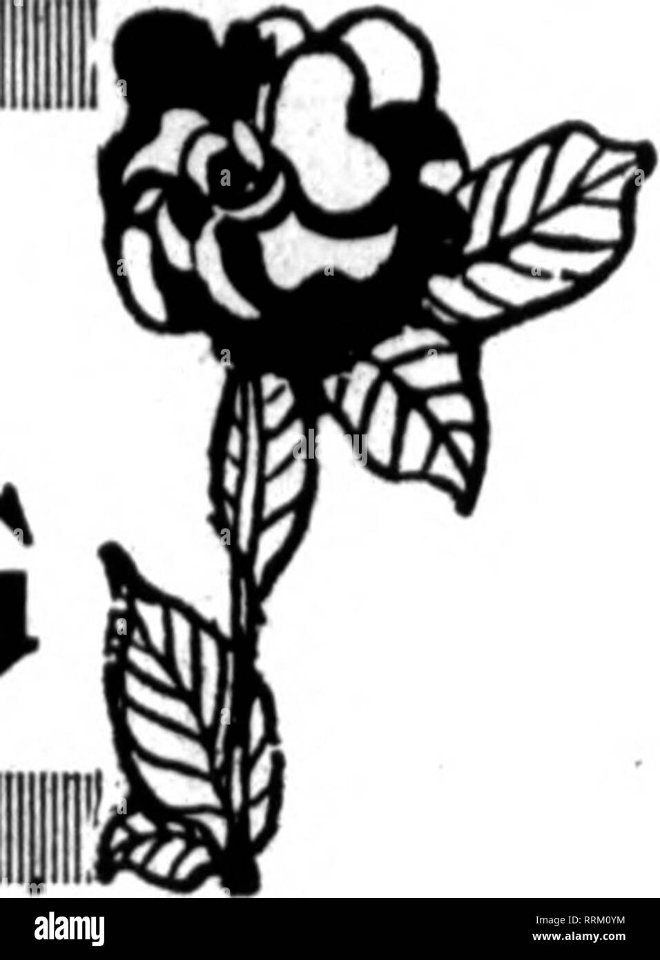 . Fioristi' review [microformati]. Floricoltura. TEXANS TENERE ^ ^ la loro riunione. W;n *?^, mi ha Texas State fioristi' in modo- ciety ha tenuto il suo incontro annuale- ing a Houston 14 Agosto il giorno precedente l'apertura del S. A. F. convenzione, e aveva la più grande frequentare-  ance negli anni, con tre" brisk nelle sessioni di lavoro dedicate alla discussione in un linguaggio chiaro e semplice dell'in- timate problemi che lasciato perplesso il commercio nel Lone Star State. Quasi tutta la discussione accesa la distanza Texans sono dal mercato e le diffi- culties incontrano nell'ottenere lo stock di cui hanno bisogno per soddisfare le rapidamente in- c Foto Stock