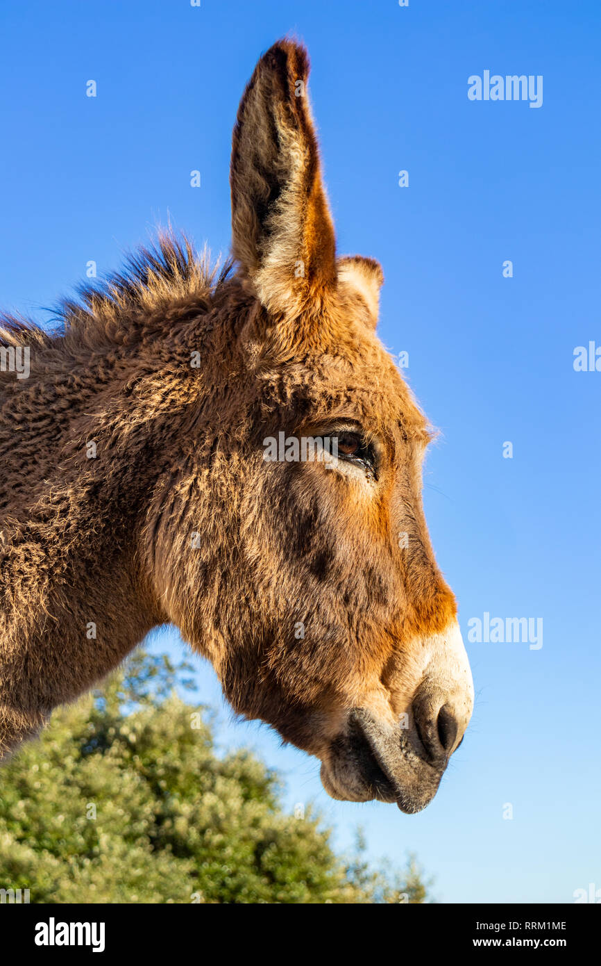 Donkey pelliccia del Foto Stock