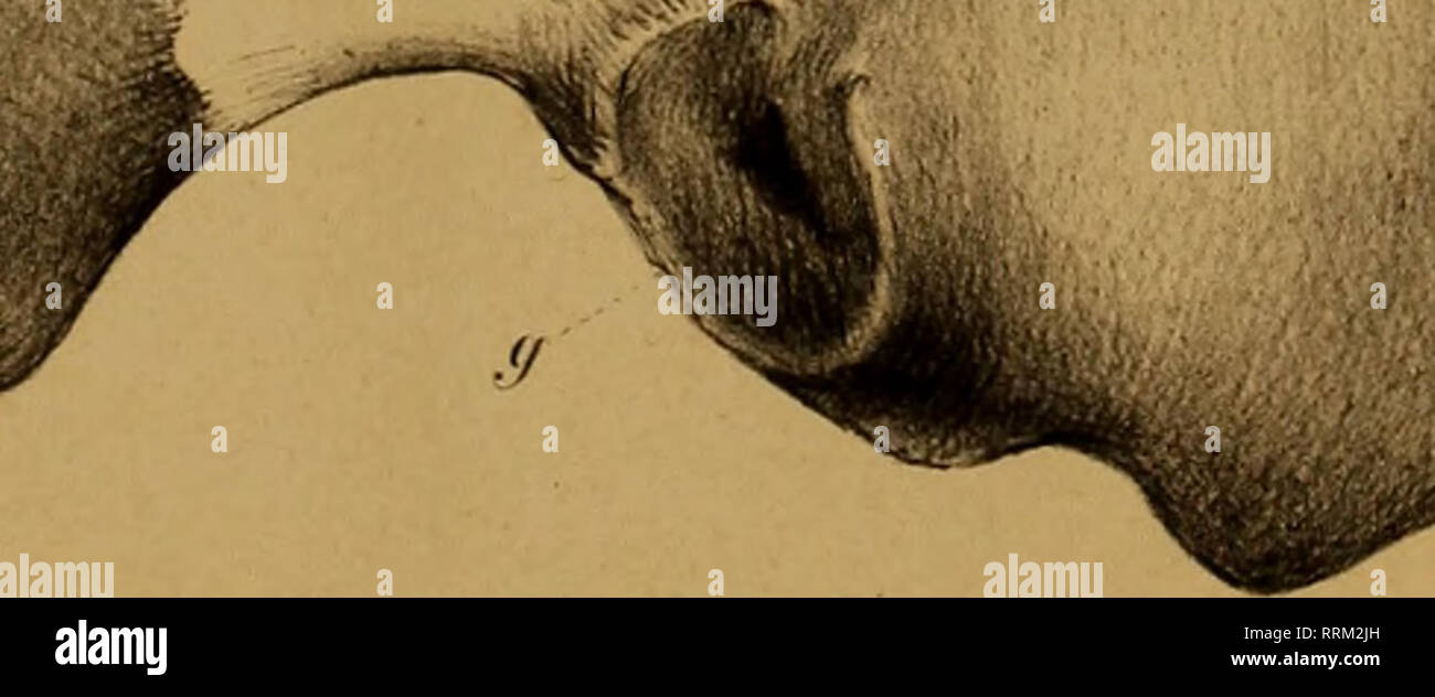 . Aanteekeningen over de anatomie van den Cryptobranchus Japonicus. Cryptobranchus Japonicus; salamandre. % ^ &gt;; V ?•. /•Vy. VII V/' , / ^ . irjk un-Jd;;. Si prega di notare che queste immagini vengono estratte dalla pagina sottoposta a scansione di immagini che possono essere state migliorate digitalmente per la leggibilità - Colorazione e aspetto di queste illustrazioni potrebbero non perfettamente assomigliano al lavoro originale. Schmidt, F. J. J; Goddard, D. J; Hoeven, Jan van der, 1802-1868. Haarlem, Loosjes Foto Stock