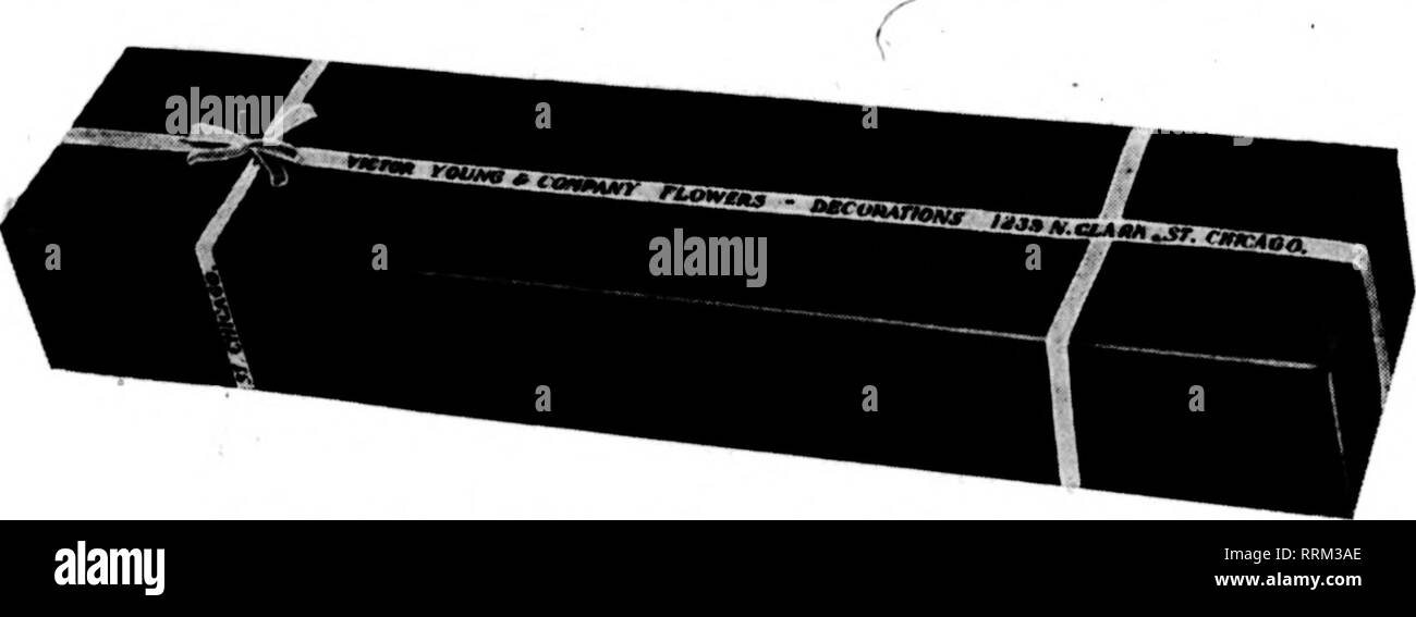. Fioristi' review [microformati]. Floricoltura. Principali Varietà utilizzare la nostra doppia bianca Killarney. Il solo bianco Killarney che rimane ''bianco" durante i caldi mesi estivi-una volta usedf vorrete non altri. 1717 O M Q abbiamo un sacco di buona hardy nuovo felci. r EjIVI^ o fantasia. $3.0U per 1000; di piccole dimensioni, $ 1,50 e $ 2,00 per 1000. Leucothoe, 60c per 100; $5.00 al 1000. Galax, 25c per 100; $2.00 per 1000. Choics Stock di Dolpbinium, Margherite, Calendulas, Scabiosa, Aestri, Gladioli, Matricale, Candytuft, bocche di leone e tutti otber Seasonable Stock. Non dimenticatevi di noi su verdi. Come abbiamo gli asparagi, Foto Stock