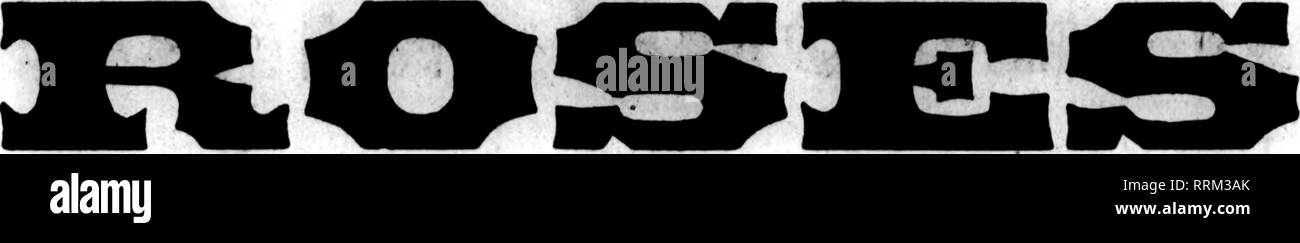 . Fioristi' review [microformati]. Floricoltura. 22 Il Rorisds^ Review JOLX 31, 1919. / ? ?M / estate la migliore qualità. Principali Varietà utilizzare la nostra doppia bianca Killarney. Il solo bianco Killarney che rimane ''bianco" durante i caldi mesi estivi-una volta usedf vorrete non altri. 1717 O M Q abbiamo un sacco di buona hardy nuovo felci. r EjIVI^ o fantasia. $3.0U per 1000; di piccole dimensioni, $ 1,50 e $ 2,00 per 1000. Leucothoe, 60c per 100; $5.00 al 1000. Galax, 25c per 100; $2.00 per 1000. Choics Stock di Dolpbinium, Margherite, Calendulas, Scabiosa, Aestri, Gladioli, Matricale, Candytuft, bocche di leone e tutti Foto Stock