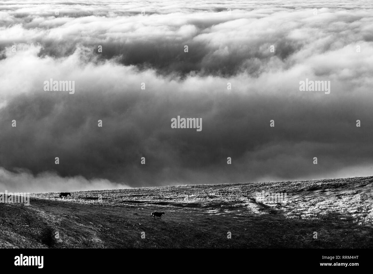 Cavallo su una montagna sopra un mare di nebbia Foto Stock