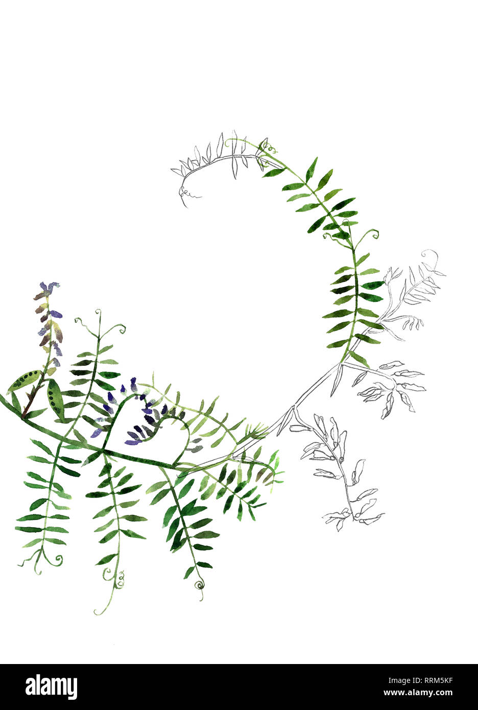 Elegante postcarg e modello di invito con acquarello e incisione prato selvatico fiori tufted vetch per il design. Foto Stock