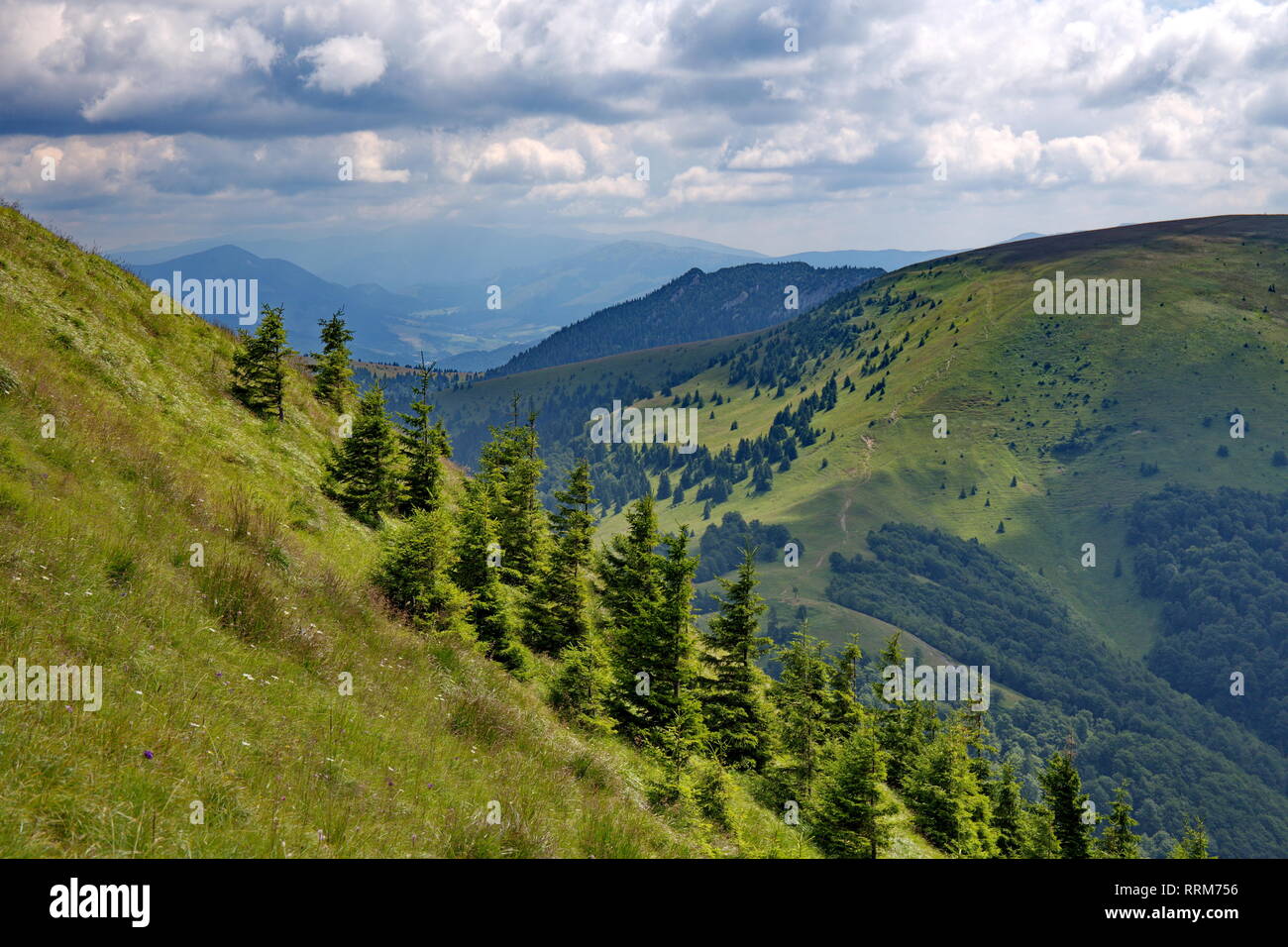 Intensivo di colori verde degli abeti rossi e il pendio della montagna in estate Foto Stock