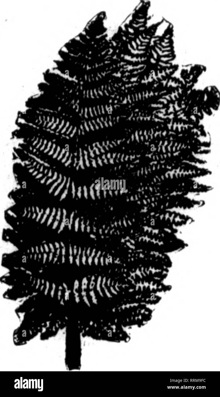 . Fioristi' review [microformati]. Floricoltura. ? IM'v-"^-'^5' ^?r^-''^f'r ,?'^" r^^j"" wV'V ' ^ ^."7 ^ "'*:?'&GT;. Agosto 24, 1916. I fioristi^ Rassegna 41 M. '-'l^^, ?? ,."&Lt;''• .'t'^- FANCY felci migliori stock nel paese siamo in grado di fornire voi con buona scorta tutto l'anno. $1.50 al 1000 $1.50 al 1000 Inserite il vostro ordine permanente con noi. Fornitura completa di tutti i tempi. La carenza di n. WILD SMILAX, 50-lb. oasi per caso $S.0O IMPORTATI VERDE E BRONZO cestini di Magnolia. $1.50; 6 cestelli, ogni 1,25 Galax foglie verde e bronzo, perlOOO, $1.25; caso di 10.000 7.50 Leucothoe verde SPR Foto Stock