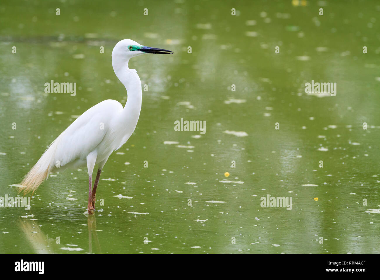 Grande Airone bianco (Ardea alba) in cerca di cibo. Parco Nazionale di Keoladeo. Bharatpur. Il Rajasthan. India. Foto Stock