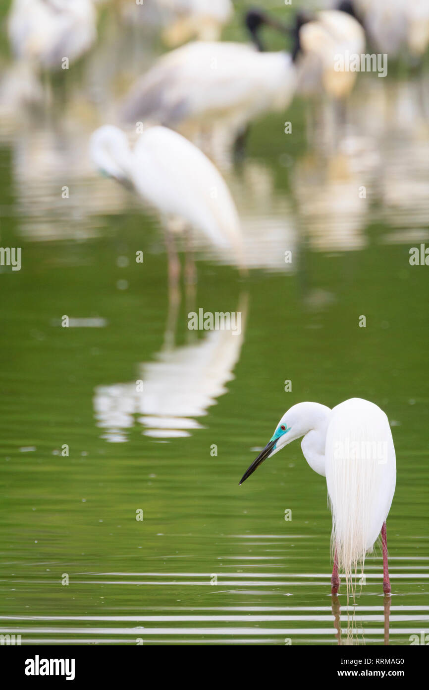 Grande Airone bianco (Ardea alba) in cerca di cibo. Parco Nazionale di Keoladeo. Bharatpur. Il Rajasthan. India. Foto Stock