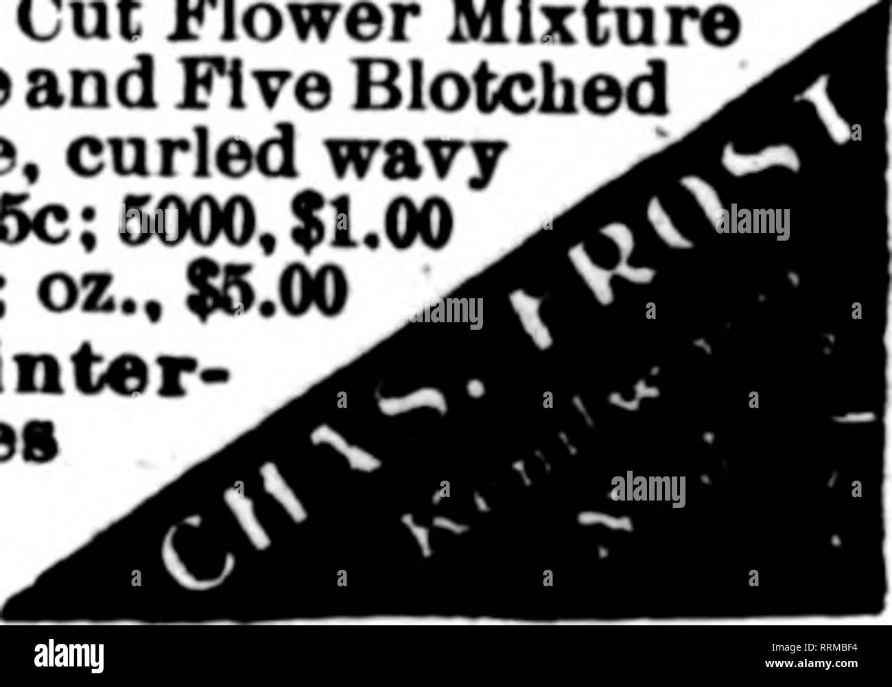 . Fioristi' review [microformati]. Floricoltura. Qli Kenllworth Kenllworth miscela di fiori da taglio miscela GlantThreeand cinque Spotted capolavoro, arricciata ondulata semi 1000, 26c; 6000, $1.00 mi4-oz.,$1.25; oz.,$6.00 Inizio Flowerlnc o inverno- bloomiiiK Pansies gigante £00 semi, 2Sc: 1000, 40c: &gt;"-oz.. $1.10: I4-oz.,$2.00. penetrazione di acido. Ma in questo appar- ingresso processo innaturale, l uomo è veramente cooperante con la natura, come egli deve sempre fare. Qualsiasi metodo di trattamento che de- stroys o rompe il seme-coat distrugge anche la resistenza alla germinazione, e sodo semi sottoposti a tale trattamento germina Foto Stock