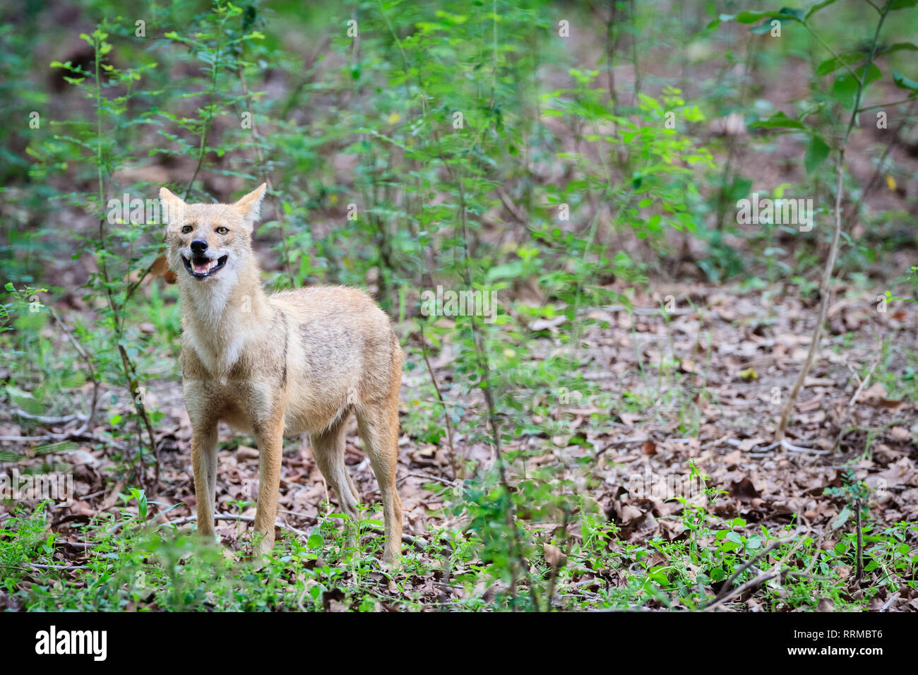 Jackal indiano (Canis aureus indicus) in habitat. Parco Nazionale di Keoladeo. Bharatpur. Il Rajasthan. India. Foto Stock
