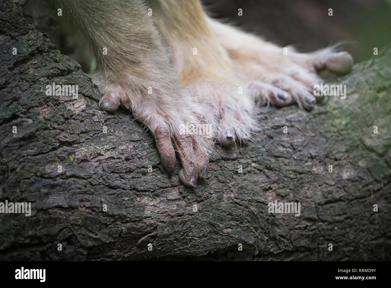 Le mani di scimmia Rhesus (macaca mulatta). Parco Nazionale di Keoladeo. Bharatpur. Il Rajasthan. India. Foto Stock