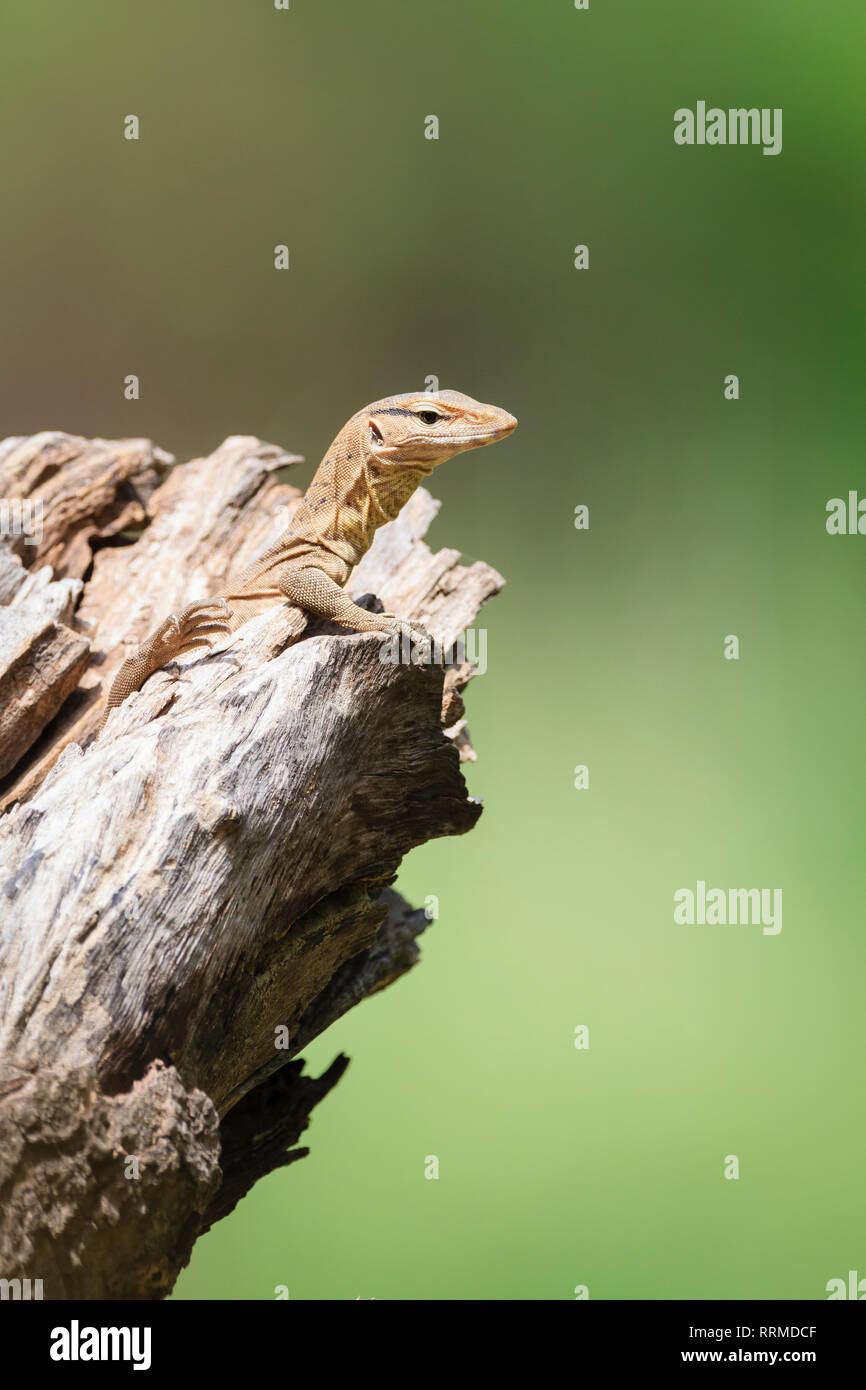 Monitor bengala Lizard (Varanus bengalensis), capretti sul foro albero. Parco Nazionale di Keoladeo. Bharatpur. Il Rajasthan. India. Foto Stock