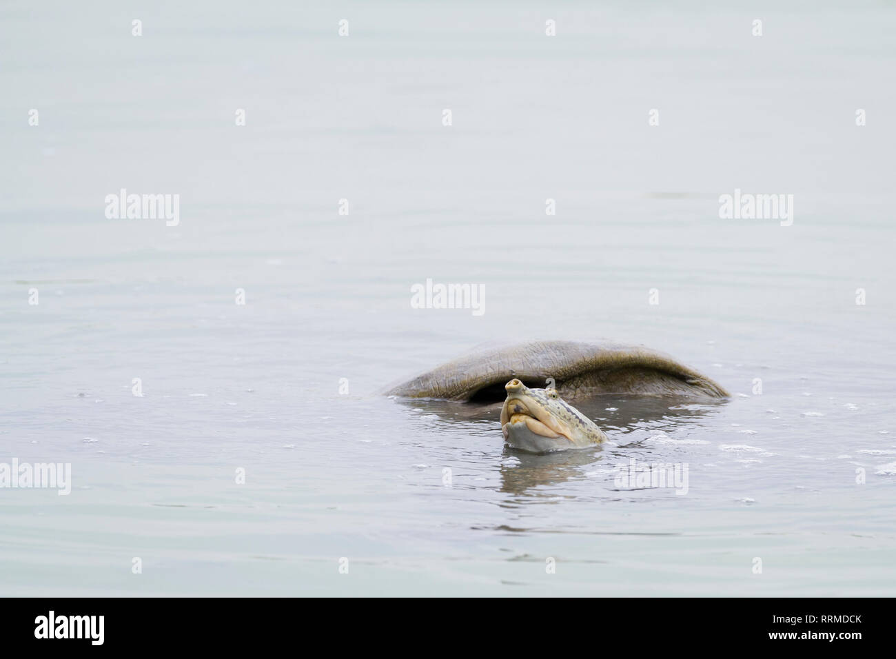 Adulto Softshell indiano tartaruga (Nilssonia gangetica) in acqua. Parco Nazionale di Keoladeo. Bharatpur. Il Rajasthan. India. Foto Stock