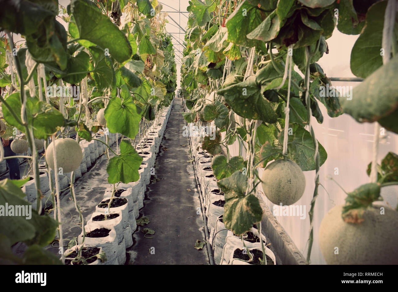 Giovane germoglio di meloni giapponese o verde meloni o melone meloni piante che crescono in serra farm supportato dalla stringa di reti di melone. Foto Stock