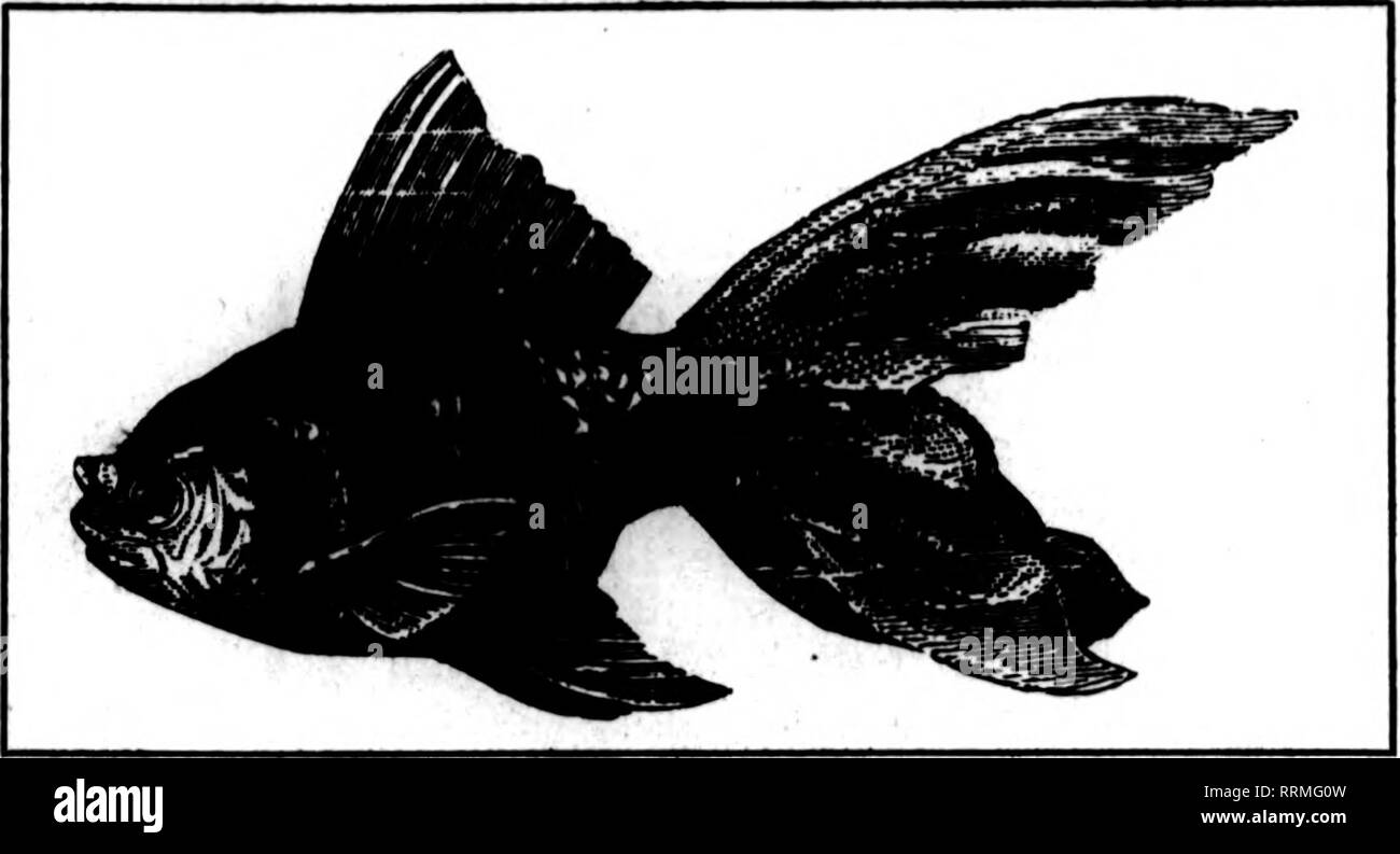 . Fioristi' review [microformati]. Floricoltura. |""^ - •-7m-,-&lt;Rr(yi^io"^wT,j":t:? '-?•^ Mabch 6, Idld fioristi^ Rassegna 69 grandi profitti IN GOLDFISH -INVE3TMENT PICCOLO - Questo è il Goldfish tempo. Il tempo di visualizzazione della finestra. Goldfish visualizza sono legati ad attirare l attenzione di ogni pas- serby-entrambi grandi e piccole e giovani e vecchi. Esso agisce come un magnete-portando custom- ers al vostro store. Ci sono soldi in oro- pesci per voi. Siamo rivenditori affidabili in Goldfish e forniture di acquario-si paga a scambi con i migliori. Esperti riconosciuti su Goldfidi spedizione. La nostra completa illustrata cata Foto Stock