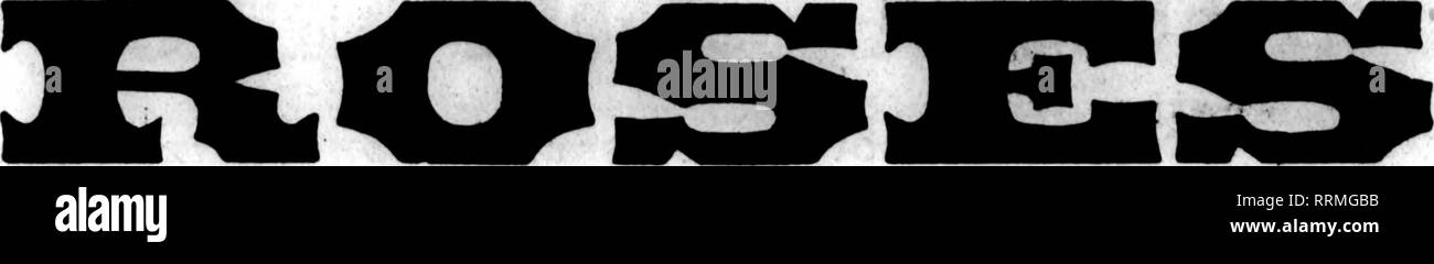 . Fioristi' review [microformati]. Floricoltura. lHV.ji","l"V"|i'*&GT;&GT;7.''!!W """^WW"-^ ." "'-F^^.".y'lu"Miwi",.wi'"^"lPHHl;" i"ili(|i.'','^ "?'*?" "?"'^" "*• ^ v •IW'^L'Wl' '??" ","wc"esso'^ 20 fioristi^ Rassegna Junk 5, 1919. Grande offerta di migliore qualità. Principali Varietà utilizzare la nostra doppia bianca Killarney. Il solo bianco Killarney che rimane "mentre" durante i caldi mesi estivi-Olice utilizzati" si desidera che non altri. I GAROFANI sono in buone condizioni di fornitura, con prezzi reasona Valley per il tuo giugno matrimoni. Le peonie, 50C 6 Foto Stock