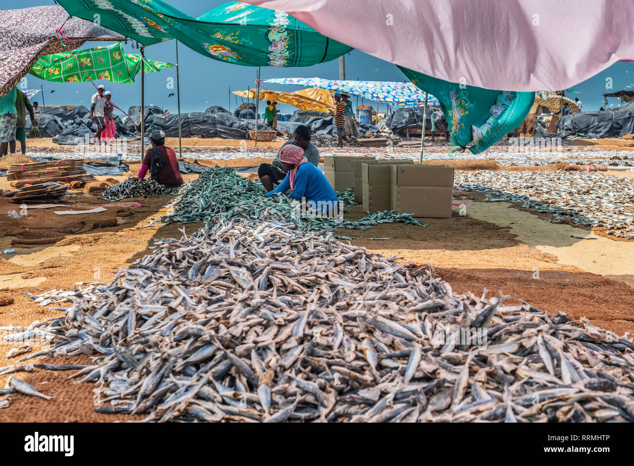 Nel calore del pomeriggio donne preparano pesce essiccati per mercato sulla spiaggia di Negombo a ovest dello Sri Lanka. Lavorando a temperature di thi Foto Stock