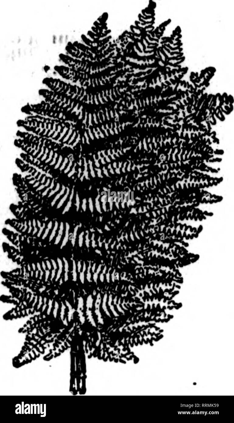 . Fioristi' review [microformati]. Floricoltura. 80 i fioristi^ Rassegna Maggio 22, 1919. FANCY STERNE ' migliori atoek nel eonntry ^tn^^s^mL 5,00 dollari per 1000 $5.00 per 1000 ^"./jd ^gi^ir^ff^W^WM^gp soggette a modifica senza preavviso. ^^ Wild Smilax, 50-pound casi. $5.50; 25-pound casi $ 3,25 Magnolia foglie verde e bronzo, per cartone 1,75 Galax foglie verde e bronzo, per ogni caso di 10.000 10.00 verde spray Leucothoe, extra fine, per 100, $1.00; per 1000 7.50 foglio verde muschio, verp ammenda per cestello di lavoro fresatura, pentole, ecc. per sacchetto, 15 libbre al sacchetto 2,00 s'^ivM'jtiHA. Sphagnum Moss, per balla 2,5 Foto Stock