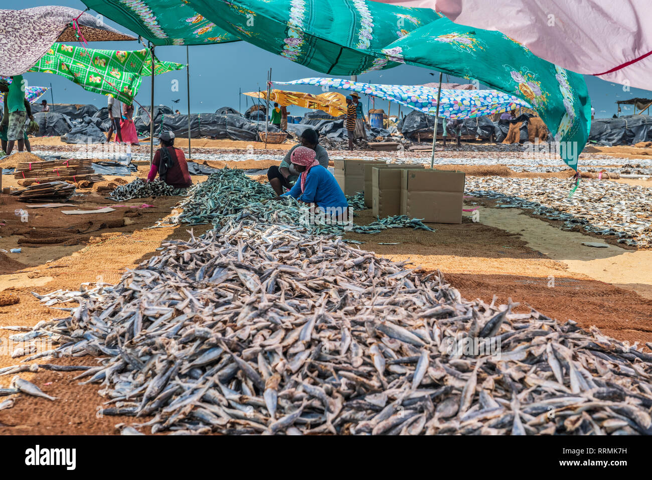 Nel calore del pomeriggio donne preparano pesce essiccati per mercato sulla spiaggia di Negombo a ovest dello Sri Lanka. Lavorando a temperature di thi Foto Stock