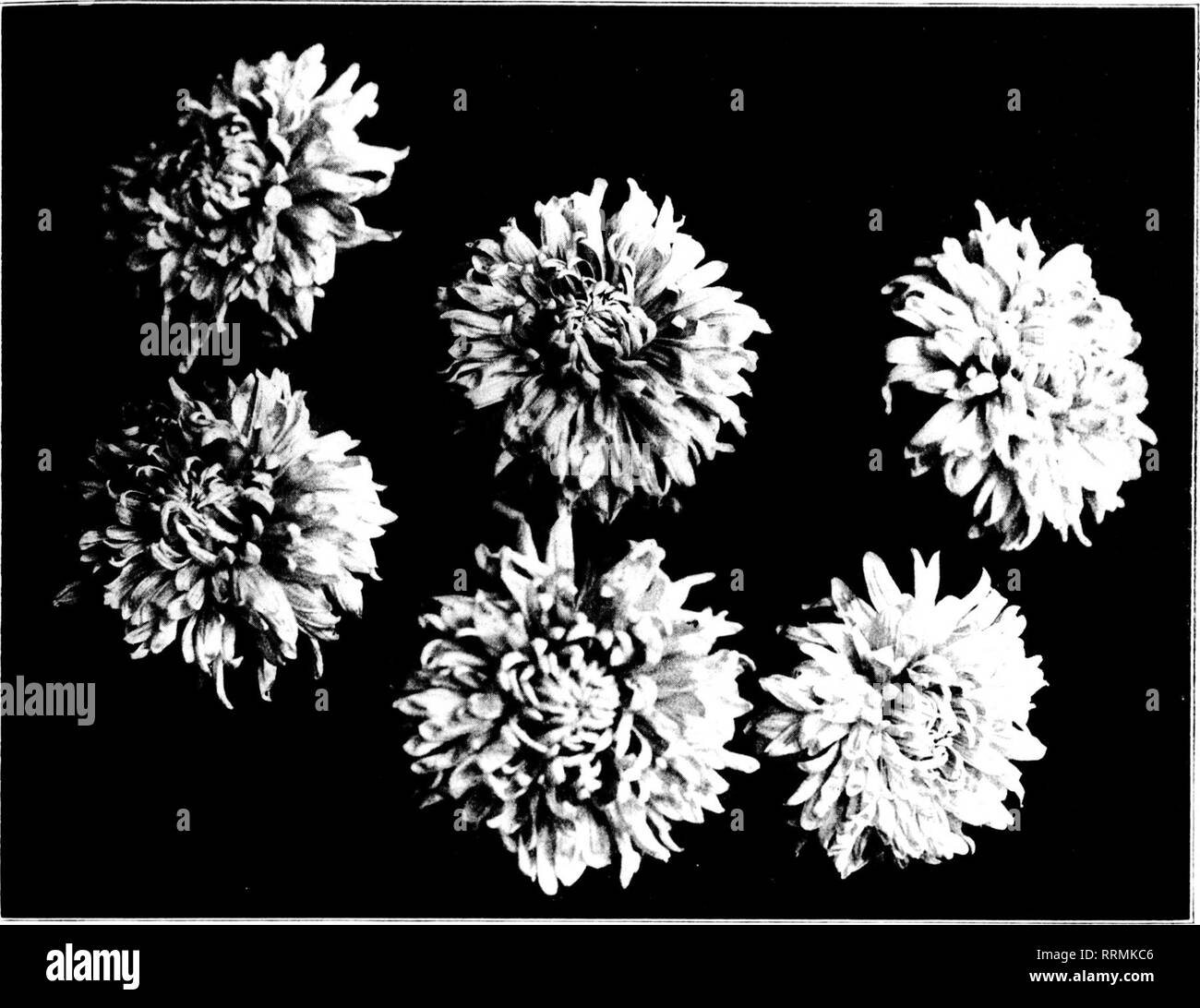 . Fioristi' review [microformati]. Floricoltura. NOVEMBKIt 1, 1917. I fioristi^ Rassegna 21. Crisantemo Delaware, il nuovo inizio rosa piantina di anticipo attraversato con Unaka. sucli f-nic irciinistaiiccs ^miii cMilii io! I.y il nostro caldo, inizio siiiiiinci- sun. Scciii;^ tliat (Piitilddi- ciiltui'c è iiii|inv sihlc, "wc liiiist iirt'ils si affidano mi ^ it'ciiliollsr lultnic I'nr ail carlv sjniii;: cidp e aiiymii' imssfssiiii; un mi-oiA ^iffiilioiisc ran i;r(iv tliciii sat isl'actuiily. "Plic l''r. Sono tutte iiU'Xiiensic, nc iiiattei- se l)(piiL;ht in miscela er in -e|iaiate ccilers. Sto- quelli c Foto Stock