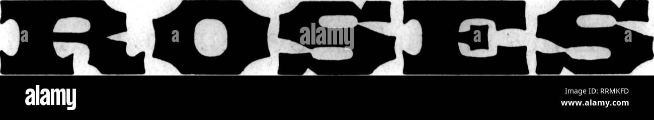 . Fioristi' review [microformati]. Floricoltura. 20 i fioristi^ Review JULT 17, 1919. Grande offerta di estate la migliore qualità. Principali Varietà utilizzare la nostra doppia bianca Killarney. Il solo bianco Killarney che rimane **Whlte'* durante i caldi mesi estivi-una volta usedt vorrete non altri. Felci che abbiamo un sacco di buona hardy nuovo felci. Fantasia. $3.00 al 1000; di piccole dimensioni, $ 1,50 e $ 2,00 per 1000. Lcucothoc, 60c per 100; $5.00 al 1000. Galax, 25c per 100; $2.00 per 1000. Ckoic* Stock di Dolpkiaium, Daisios, Caloadulas, Scabiosa, Aestri, Gladioli, FoTorfow, Candytuft, bocche di leone e tutti otkor Soasonab Foto Stock