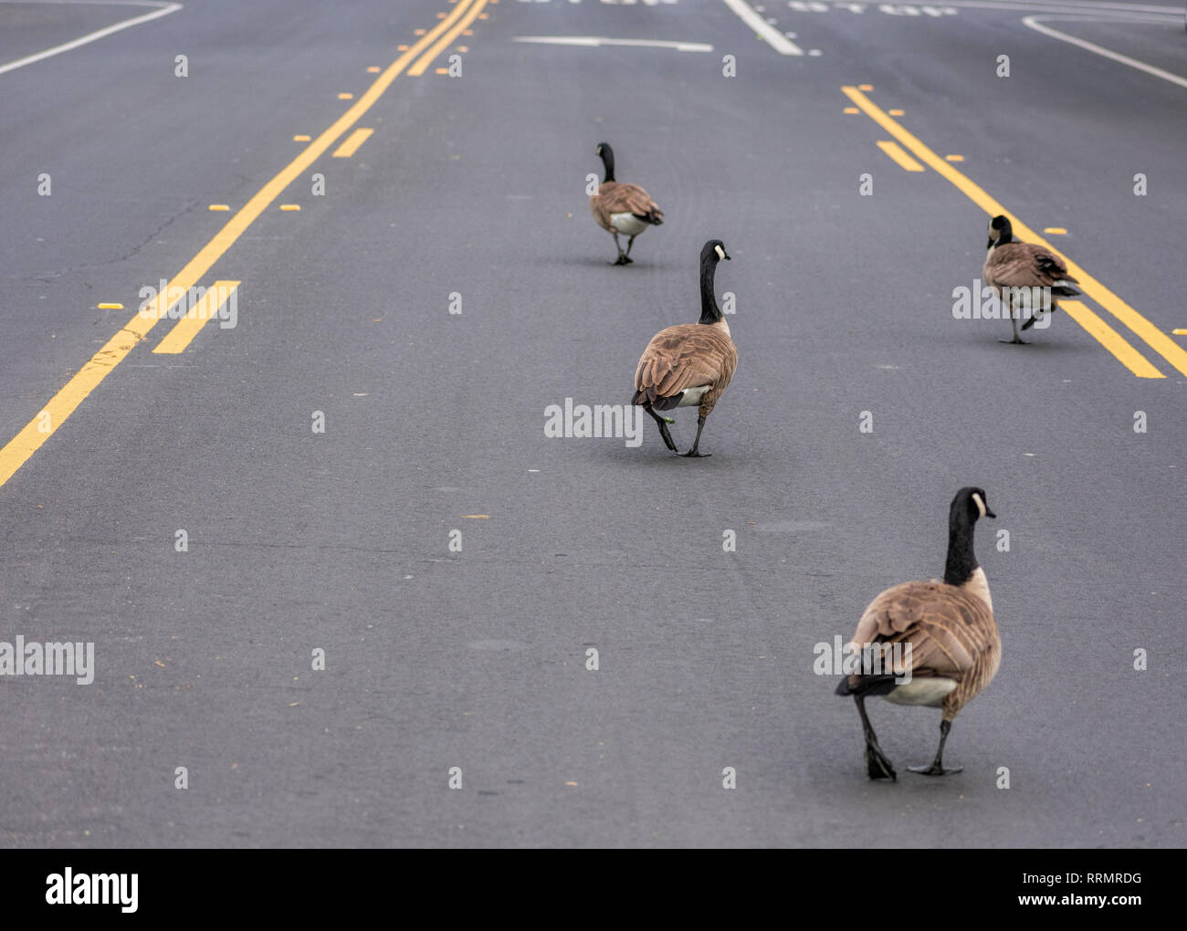 Adulto oca Canadese gregge occupato blocca il traffico su strada a piedi su Via centro corsia di svolta. Fauna urbana si snodano su strada e rallentare i veicoli. Foto Stock