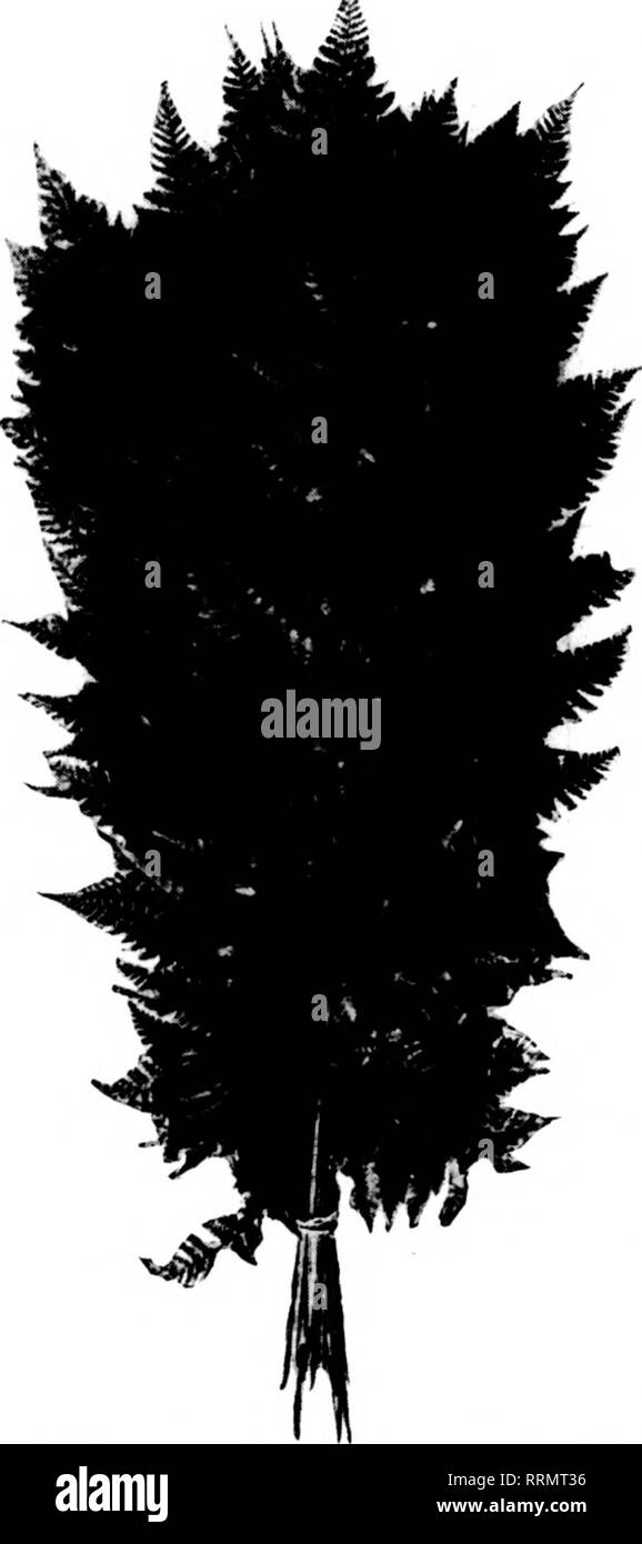 . Fioristi' review [microformati]. Floricoltura. hoe spray, $1.15 IWK); (iprofilo rotondo Pino, migliori per tutte le decorazioni. $2.00 5'-lb. caso; .foglio Moss, grandi fogli, 2c lb. Il più basso In nrlce, alta qualità. Olve me i vostri ordini e ottenere la migliore. In contanti o con- der. B. H. Presnell, K. K. 1, CASELLA 143, Del Rio, Tennessee Menzionare il riesame quando yon scrivere. Soathem WOd Smilax uno a 50 lb. caso $2.00 oltre venti anni di esperienza. F. &AMP; S. LEE Marion, Ala. FANCY FELCI $1.28 p"r lOOO ci danno una prova. I nostri prodotti sono sempre di prima classe. TEAHAN FERN CO. ""4-"" RIvar Street. TROY, N. Y.. Felci di fantasia, per 1000 $1.25 Foto Stock