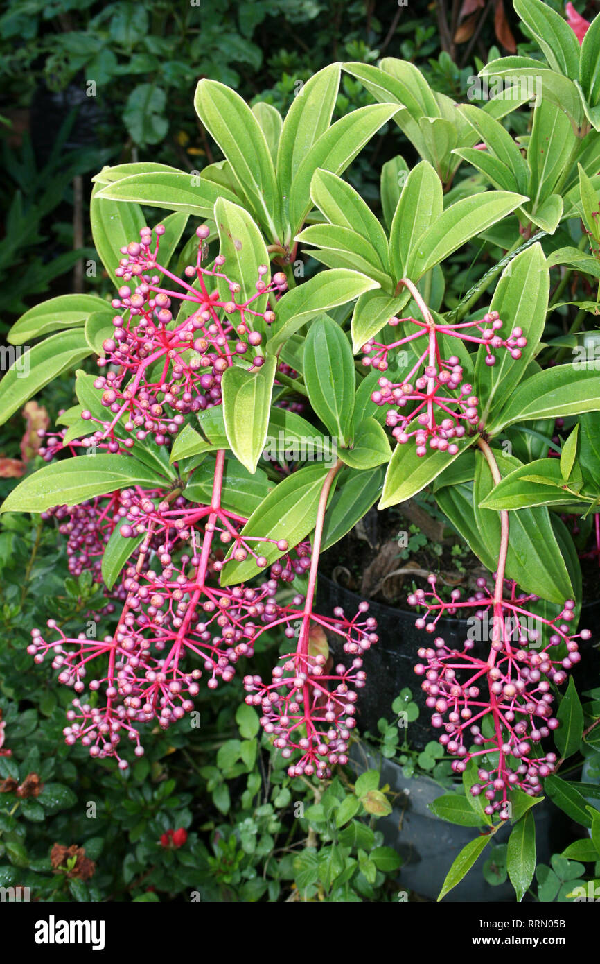 Impianto Parijoto Medinilla speciosa Berastagi Mercato, Sumatra, Indonesia Foto Stock
