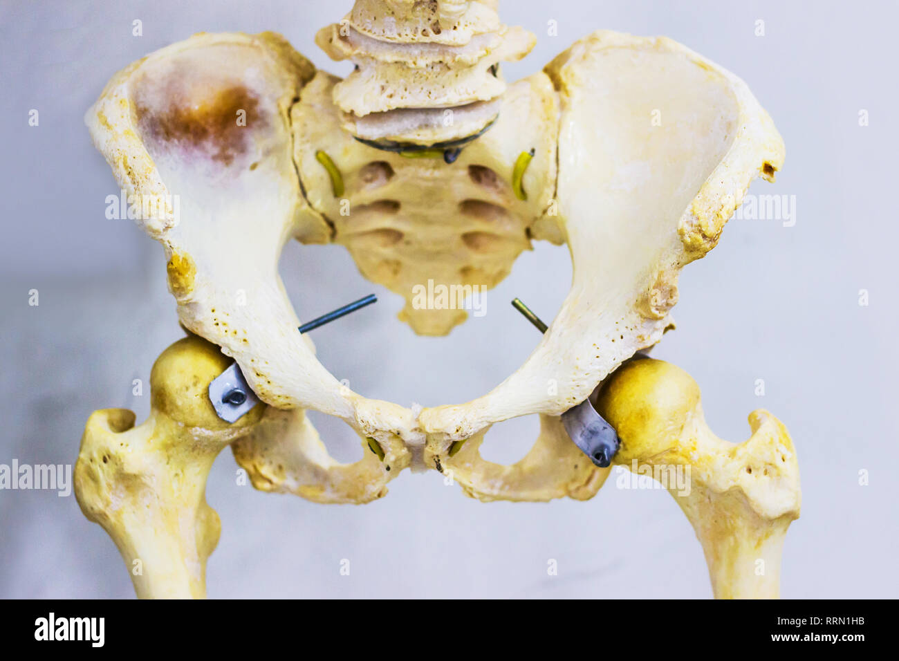 Scheletro umano articolati di Anca anatomia mostra sacrum, anca, osso femore e abbassare la vertebra lombare Foto Stock