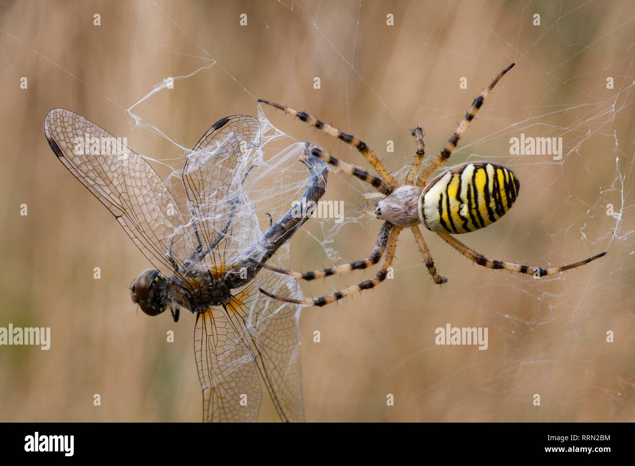 Una vespa ragno, Argiope bruennichi, nel suo web con un nero catturata darter dragonfly, Sympetrum danae, sul bordo della silvicoltura in Dorset, England, Regno Unito Foto Stock