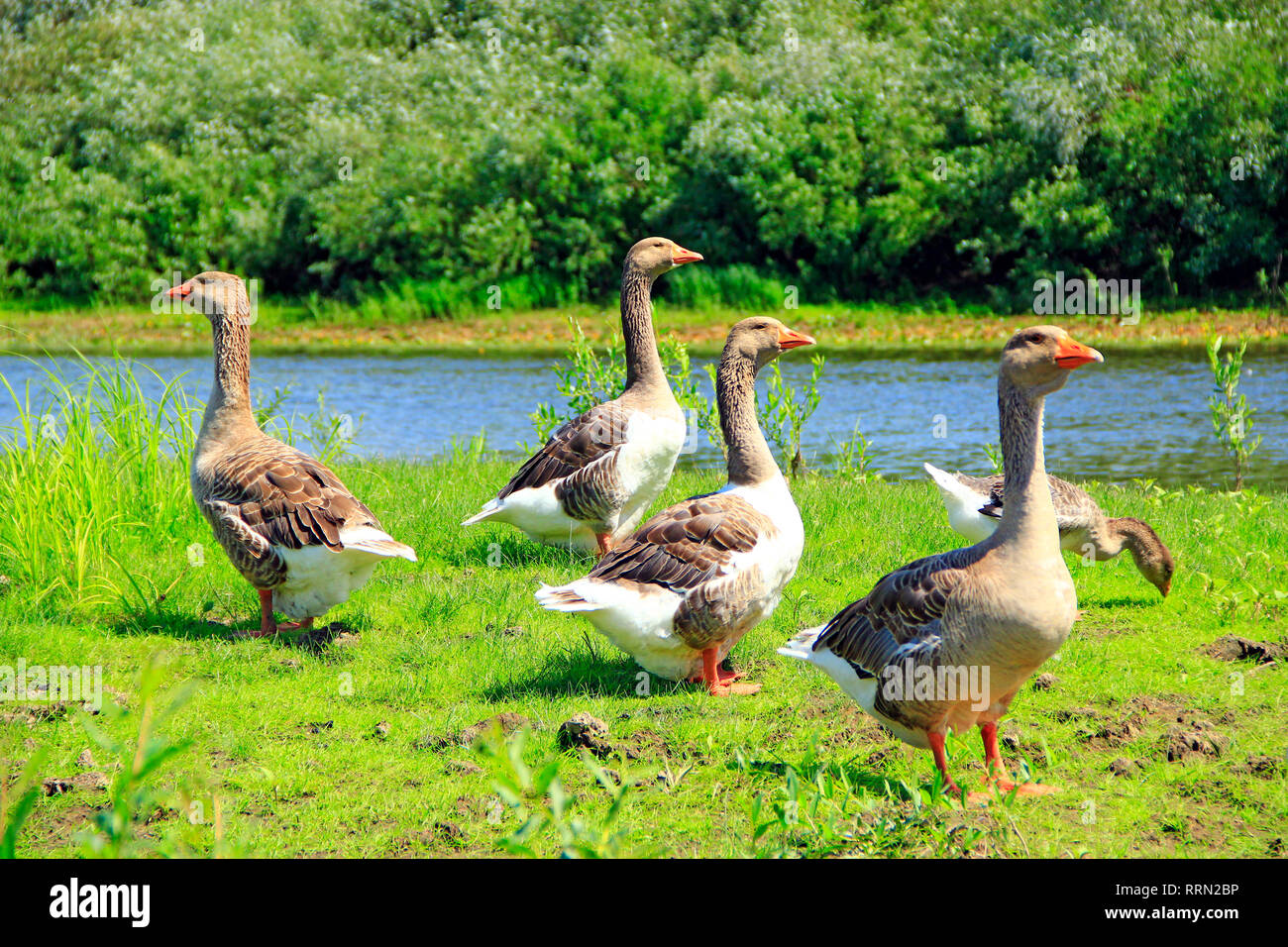 Le oche sul prato vicino al fiume. Il volo della casa bianca di oche su erba verde del prato. Fattoria di uccelli. Le oche grigie sull'erba. Uccelli Domestici su pascolo in estate Foto Stock