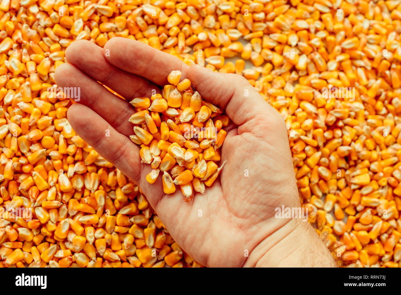 Agricoltore manciata di raccolte di chicchi di mais, il concetto di abbondanza e di grande resa dopo la raccolta con esito positivo Foto Stock